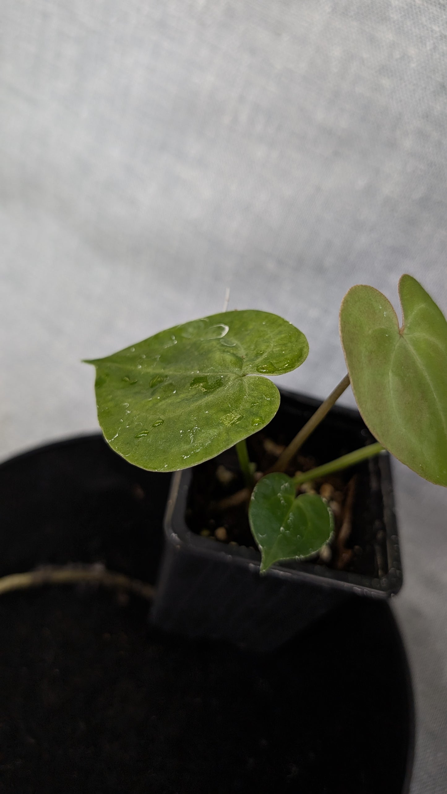 Anthurium Pterodactyl variegata x Clarinervium (or x self)