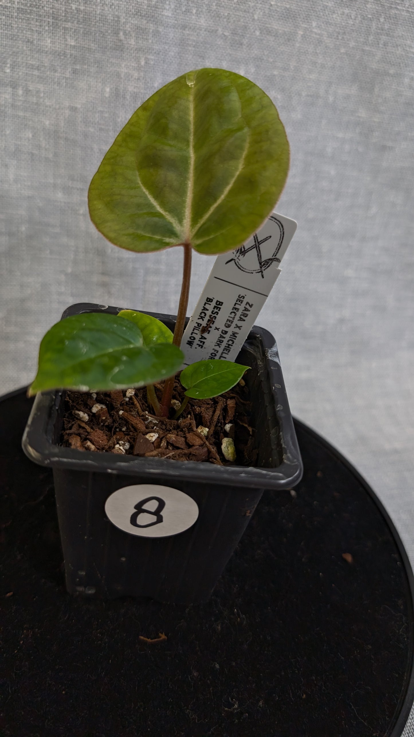 Anthurium Doc Block 'Zara' x 'Michelle' Selected Dark Form x Besseae aff. 'Black Pillow'