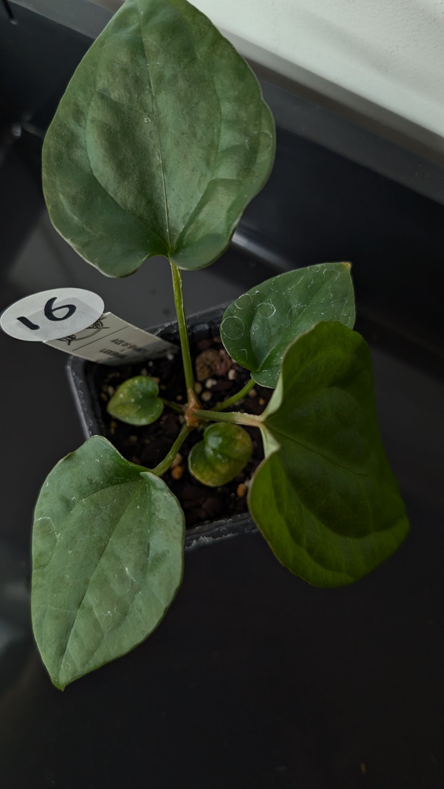 Anthurium 'Ace of Spagetii' x Luxurians