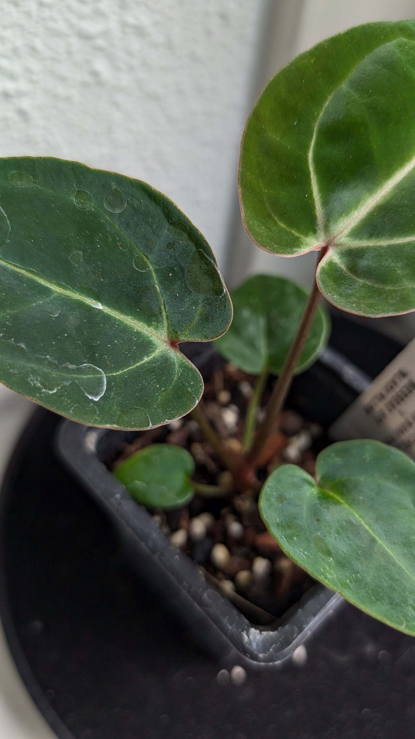 Anthurium Doc Block Zara x Michelle 'Selected Dark Form' x Besseae aff. 'Black Pillow'
