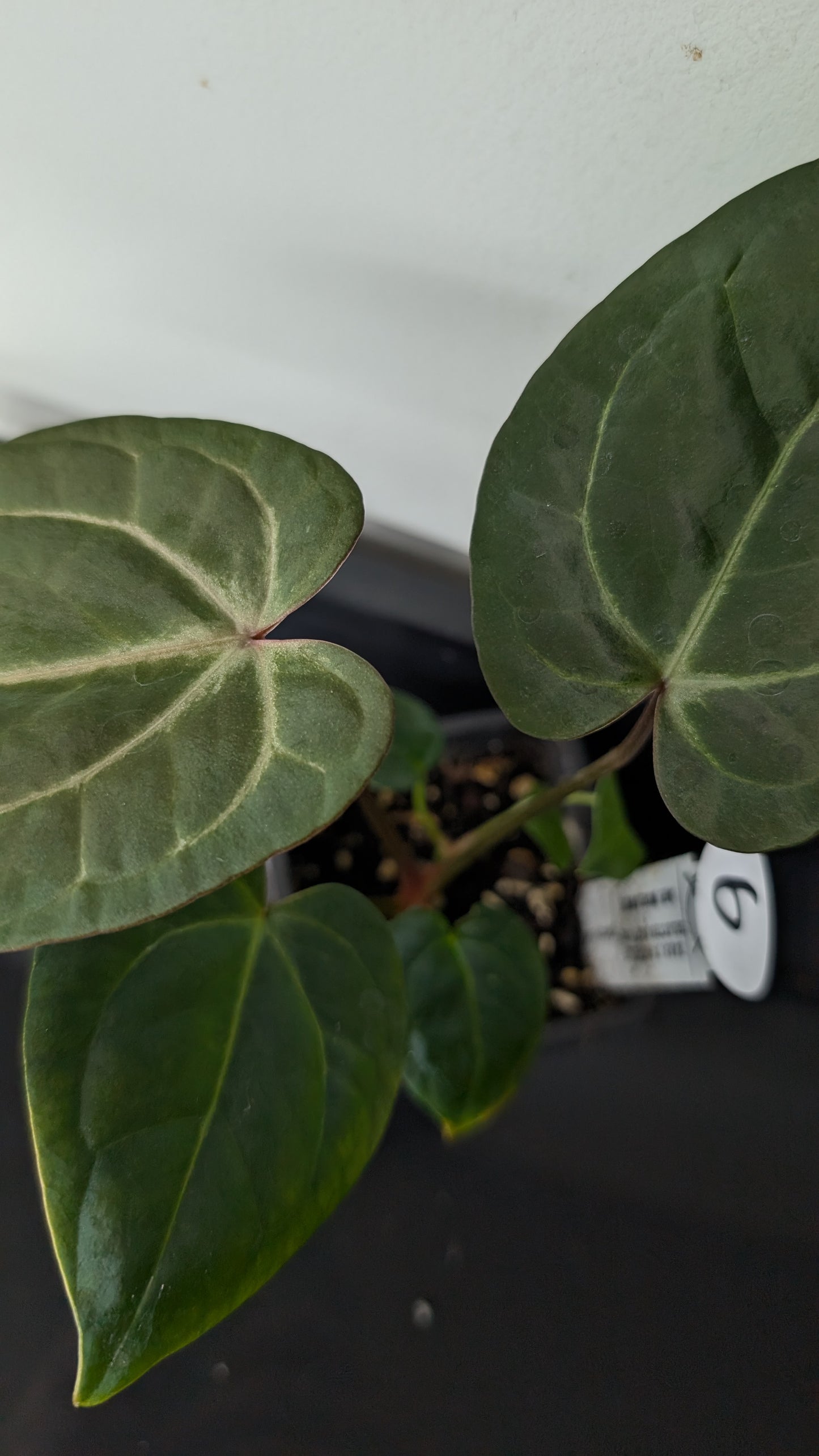 Anthurium Doc Block 'Zara' x 'Michelle' Selected Dark Form x Mr. Worldwide