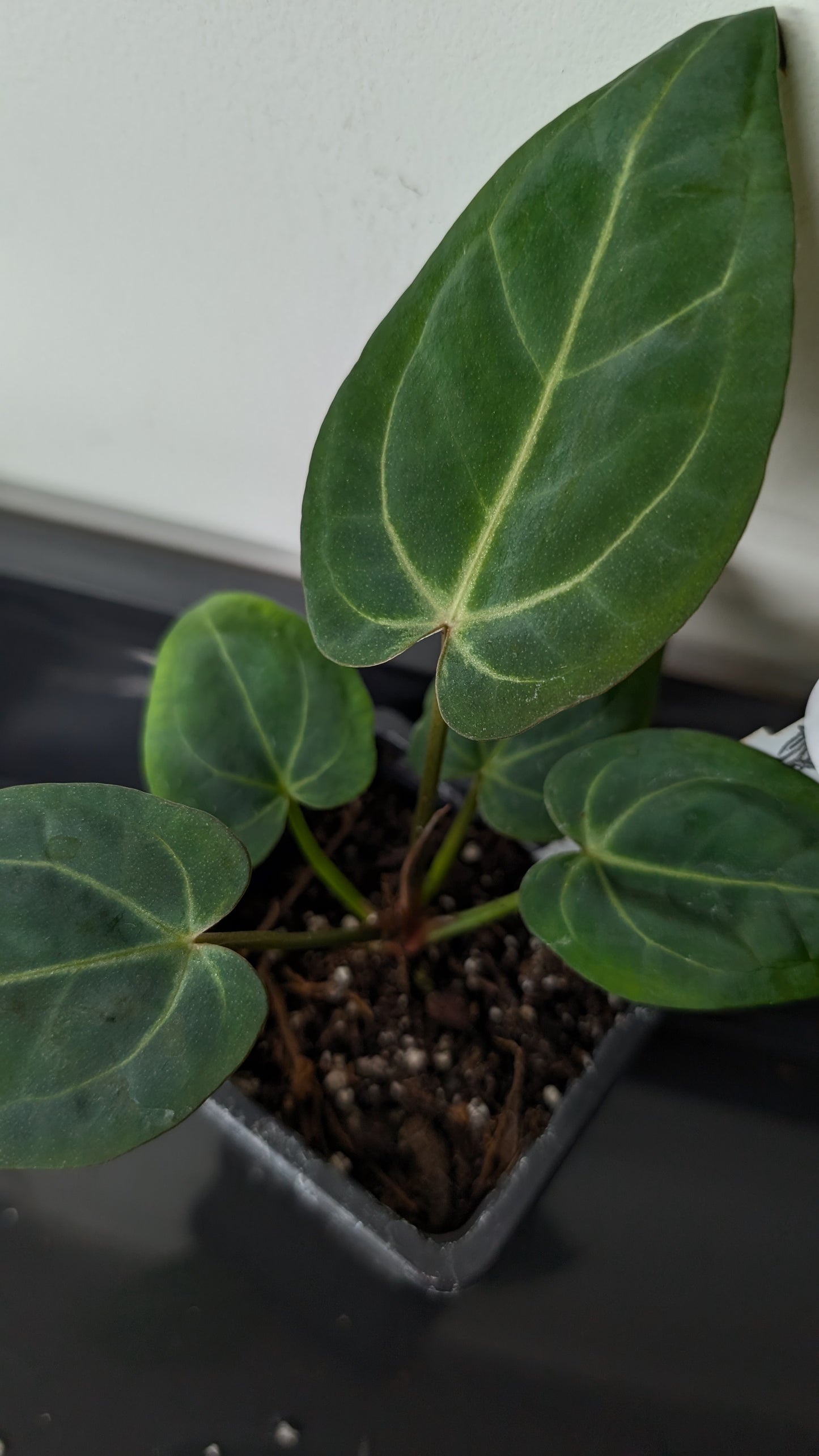 Anthurium Doc Block 'Zara' x 'Michelle' Selected Dark Form x Mr. Worldwide