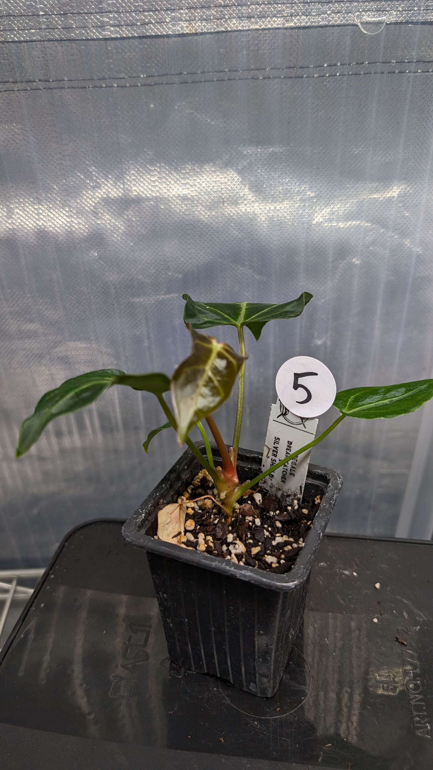 Anthurium Regale 'Dream Catcher' x 'Silver Shield'