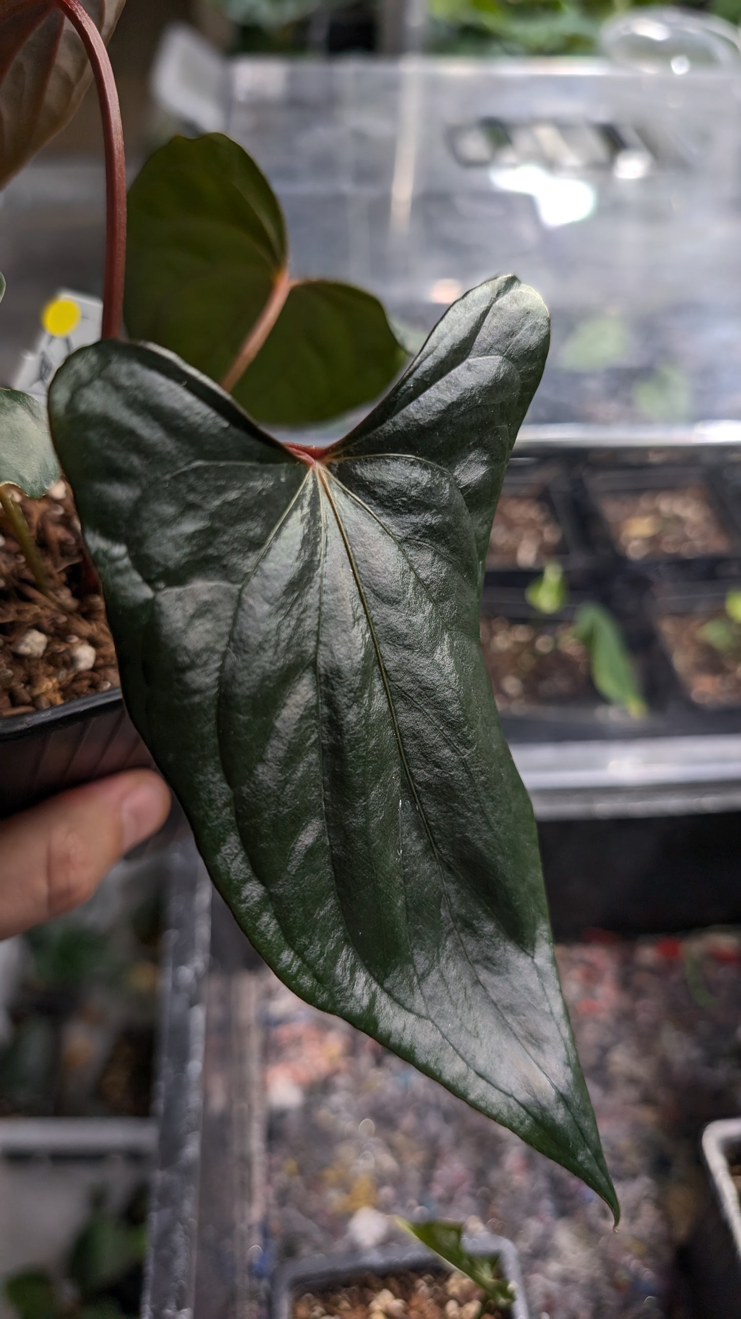 Anthurium 'Green Slate'