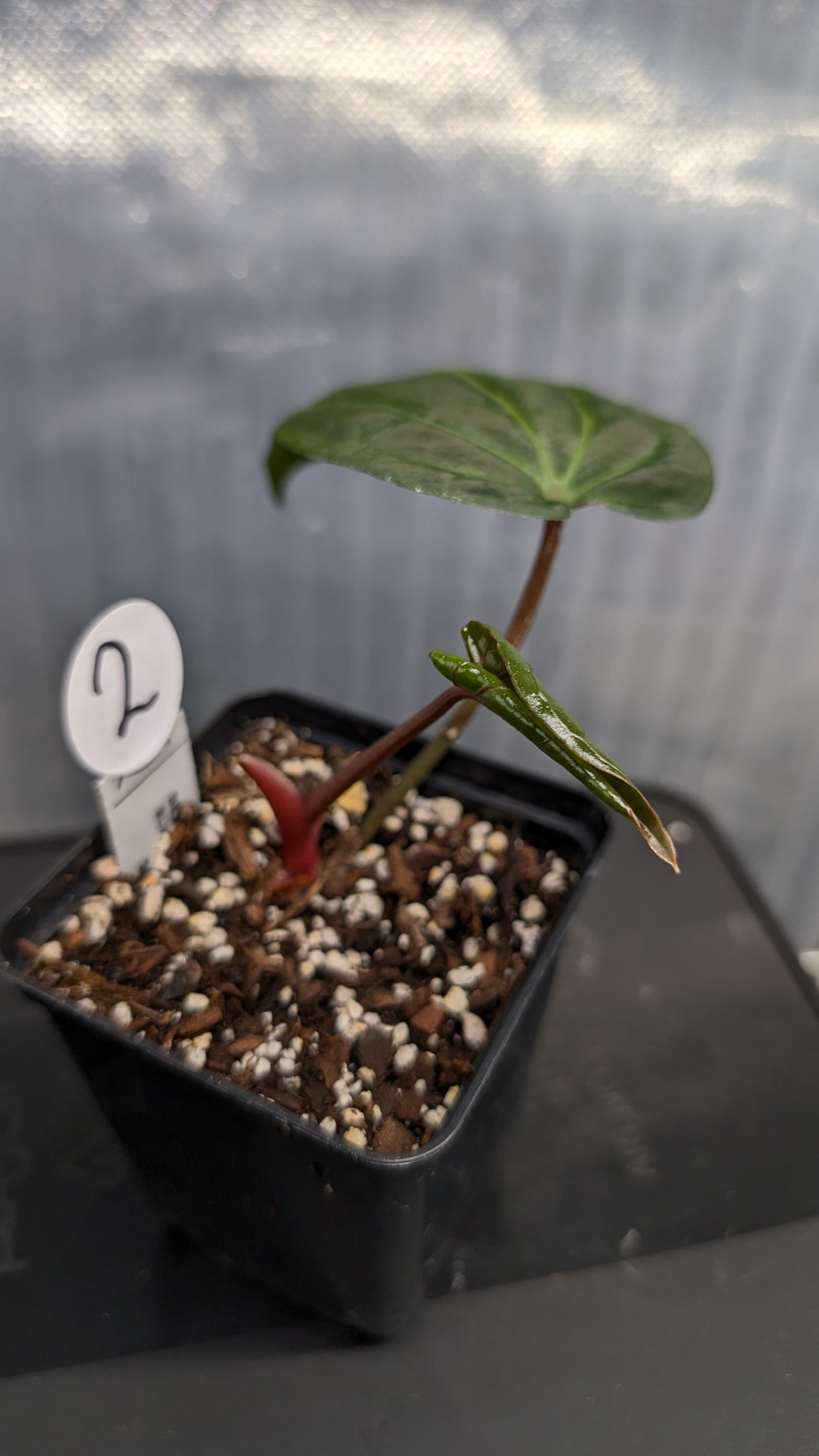 Anthurium Besseae aff. 'Black Pillow'