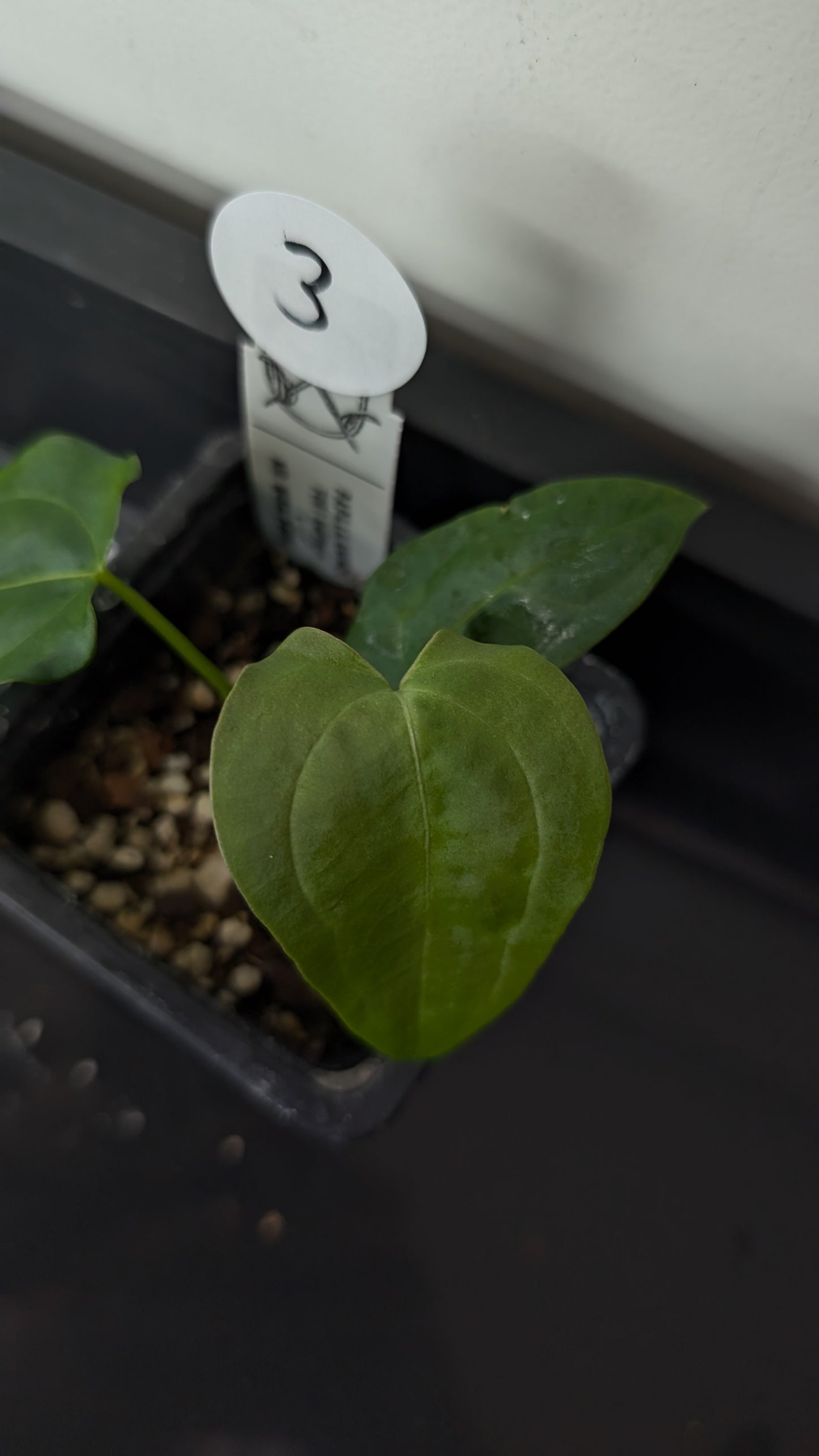 Anthurium Papillilaminum 'Fort Sherman' x Mr. Worldwide