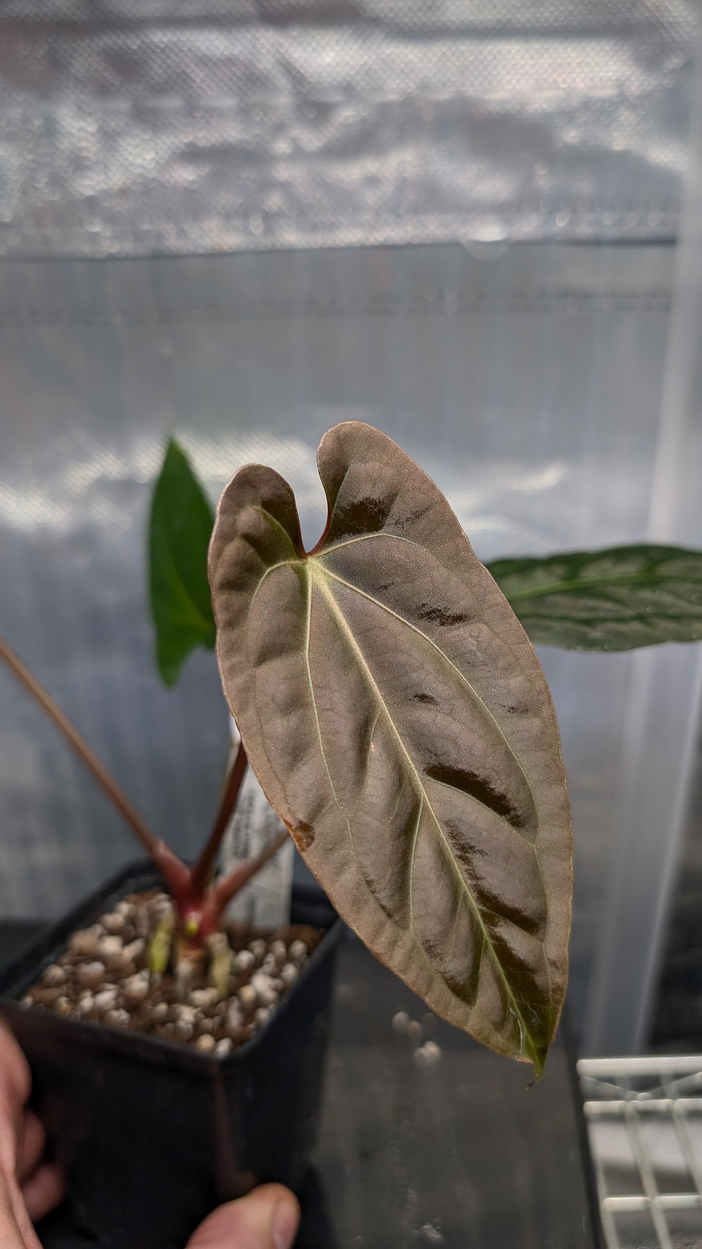 Anthurium Besseae aff 'Black Pillow' x Papillilaminum 'Fort Sherman' seedlings