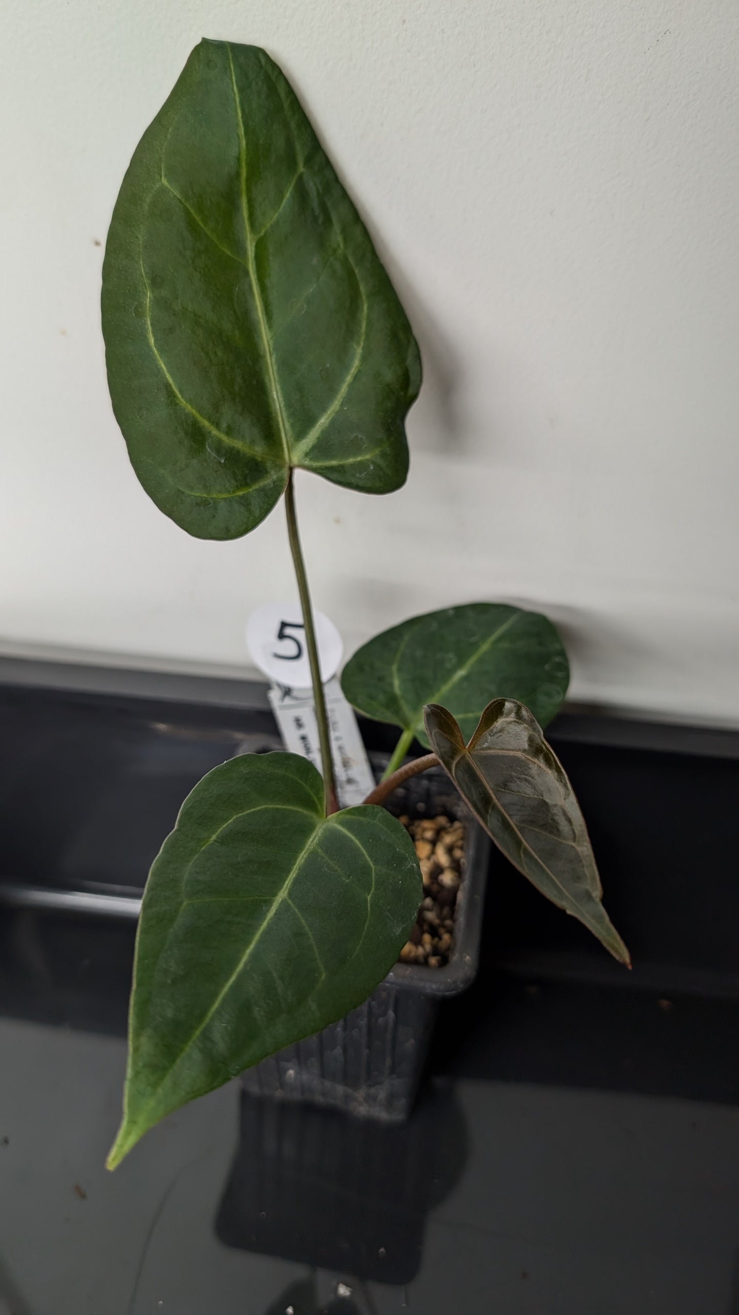 Anthurium Doc Block 'Zara' x 'Michelle' Selected Dark Form x Mr. Worldwide