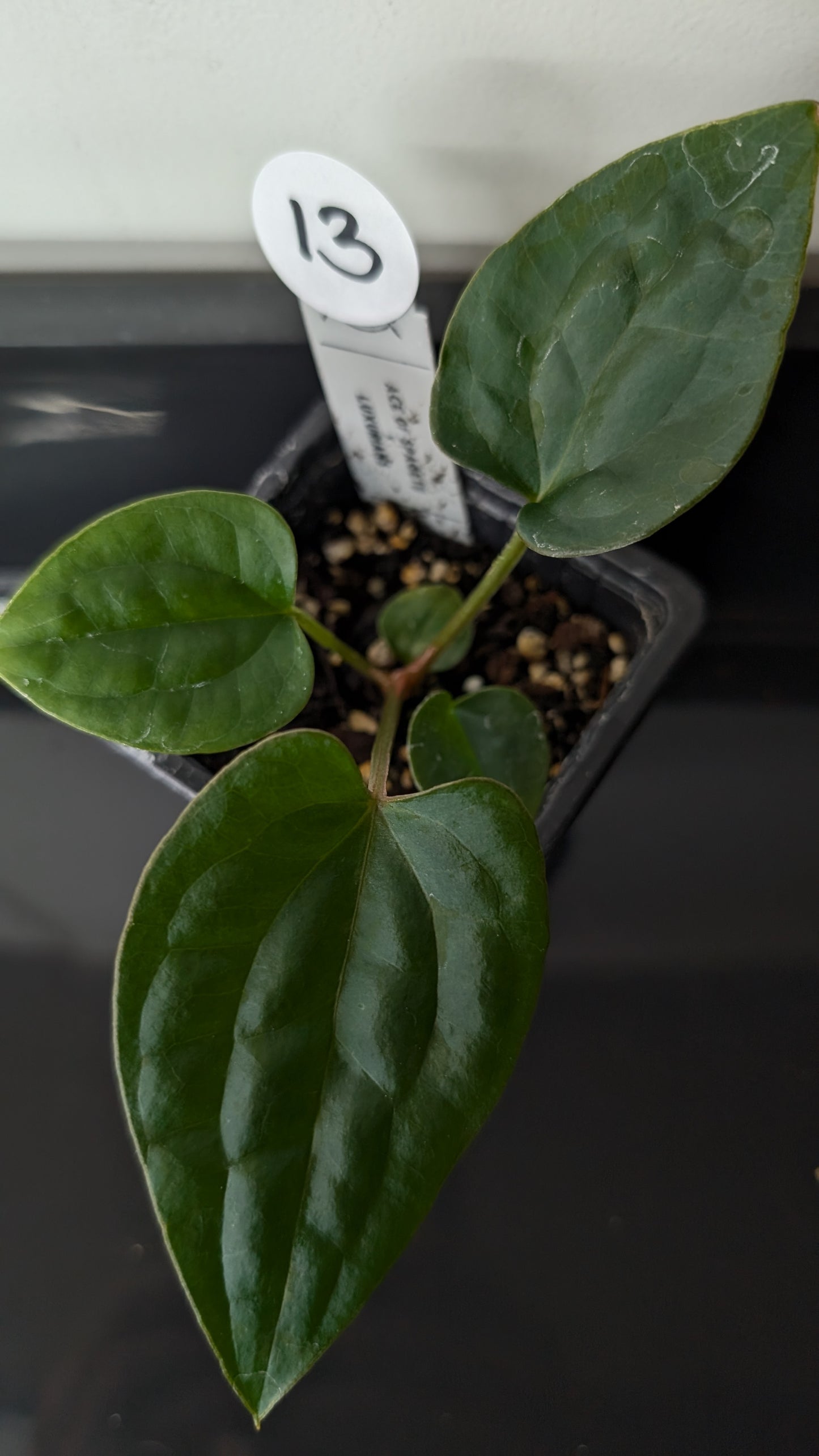 Anthurium 'Ace of Spagetii' x Luxurians