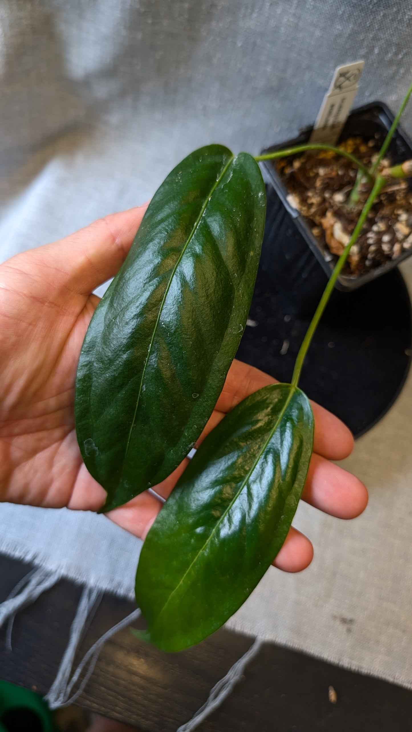 Anthurium Scherzerianum x Wendlingeri
