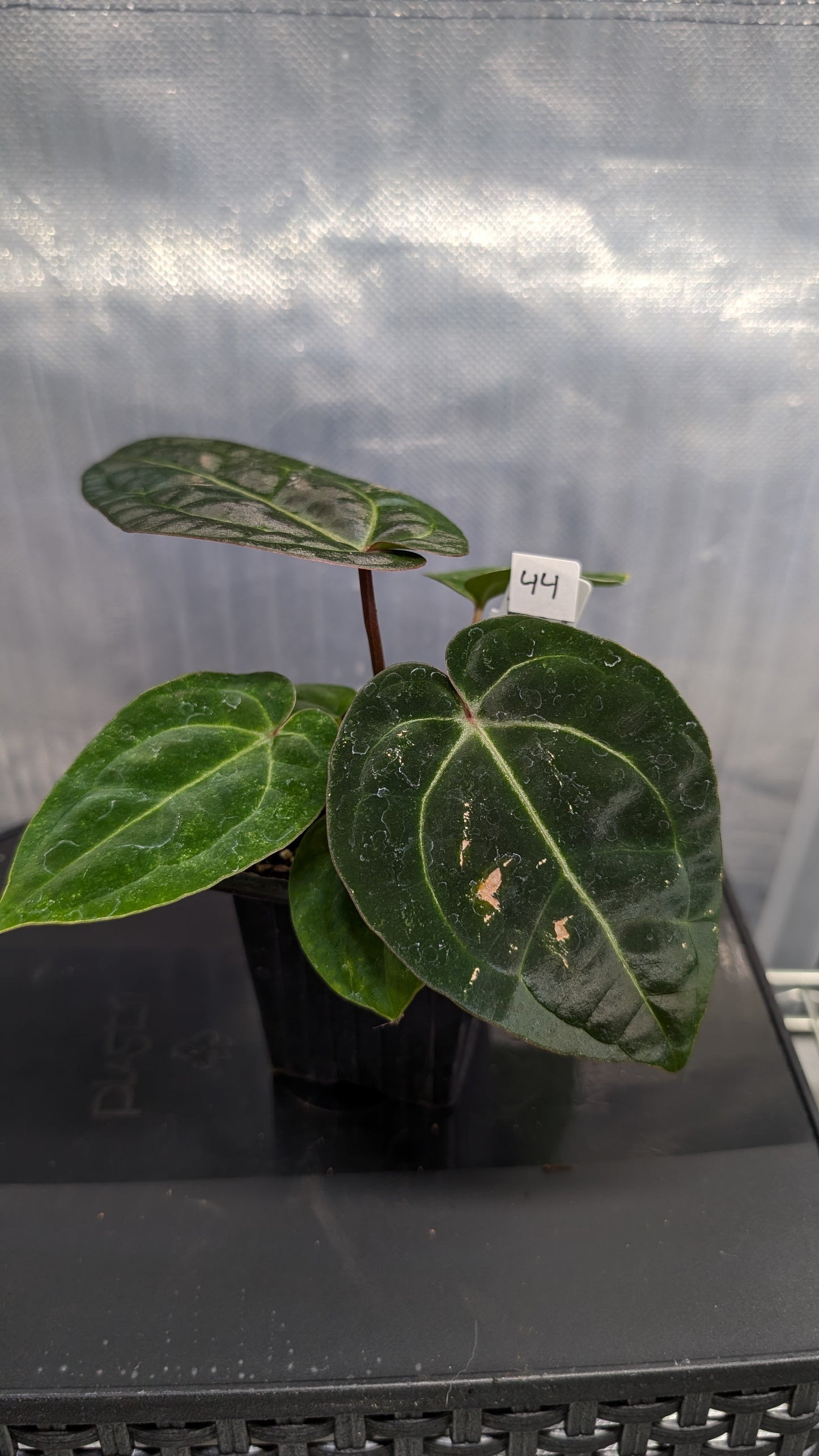 Anthurium Doc Block Zara x Michelle 'Selected Dark Form' x Besseae aff. 'Black Pillow'