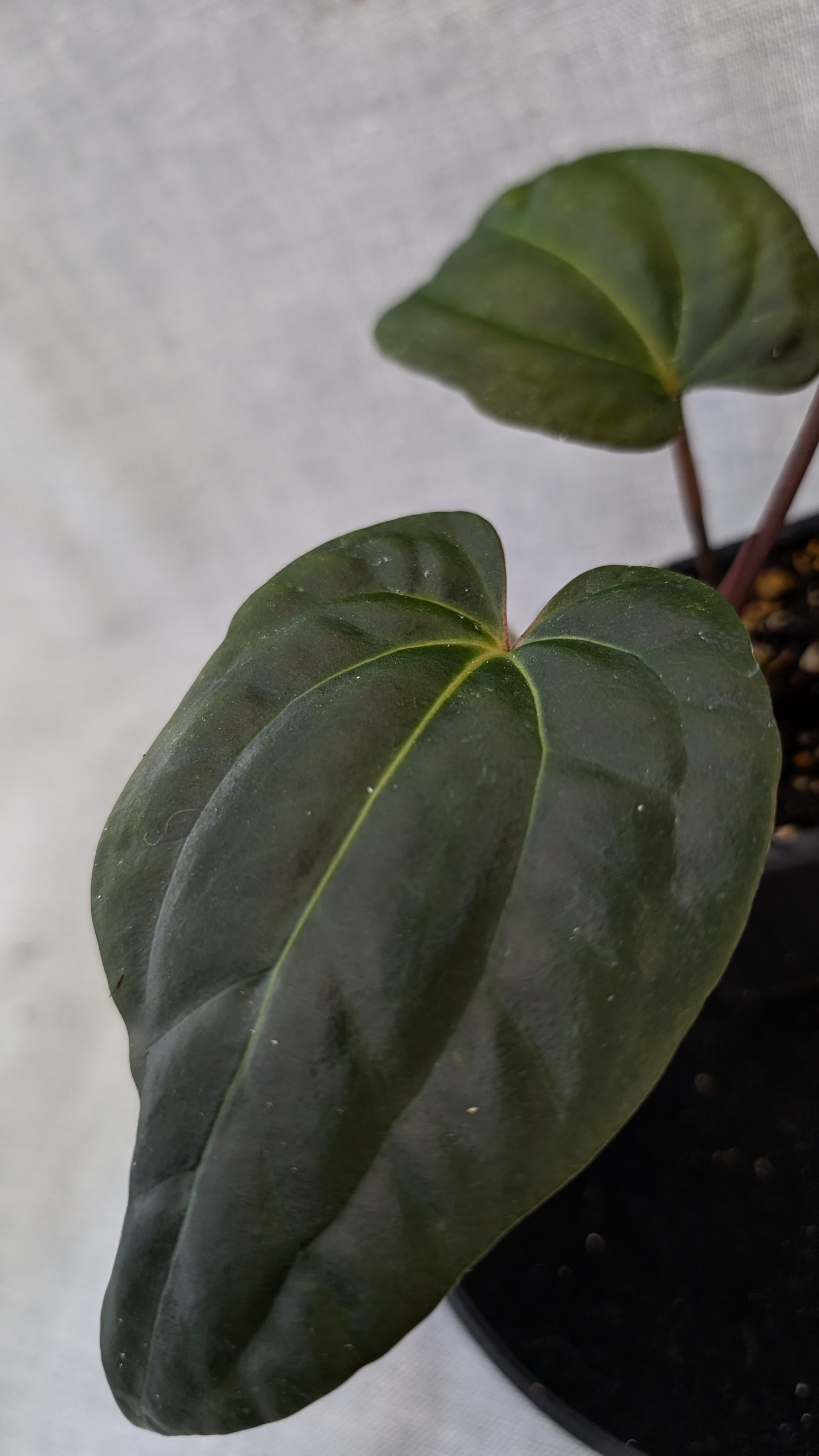 Anthurium Besseae aff 'Black Pillow' x Papillilaminum 'Fort Sherman' seedlings