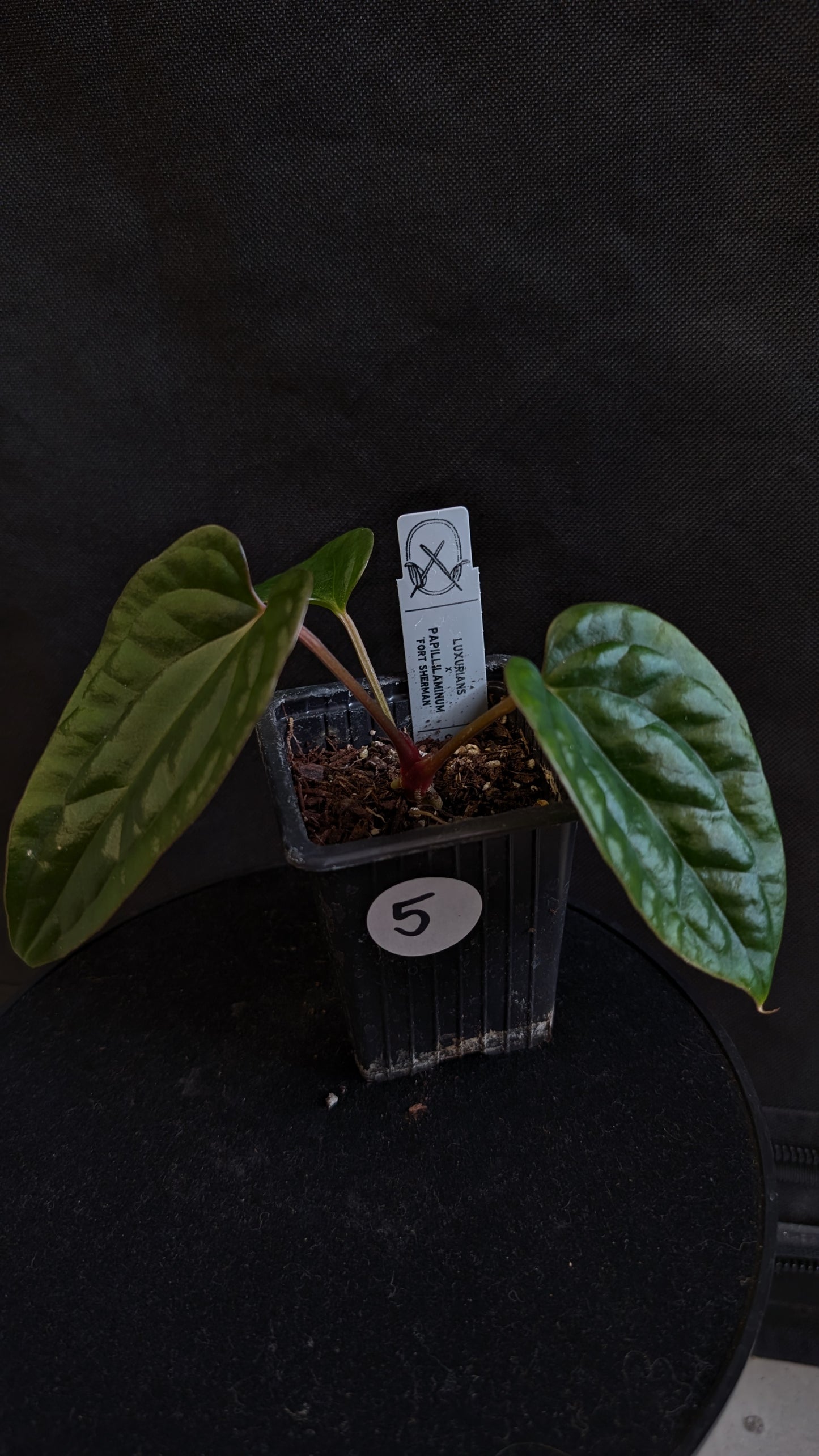 Anthurium Luxurians x Papillilaminum 'Fort Sherman'