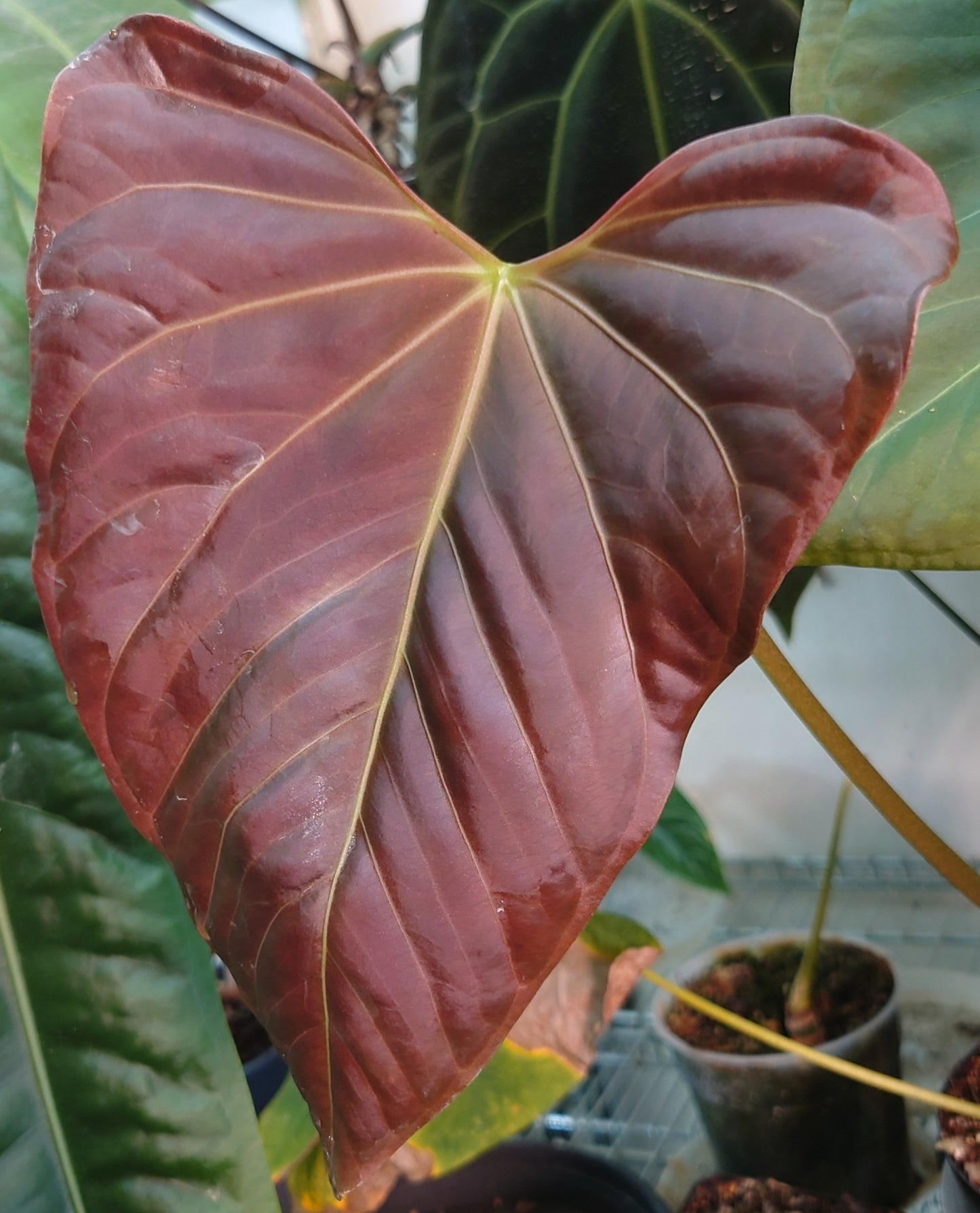 Anthurium Papillilaminum 'Fort Sherman' x Mr. Worldwide