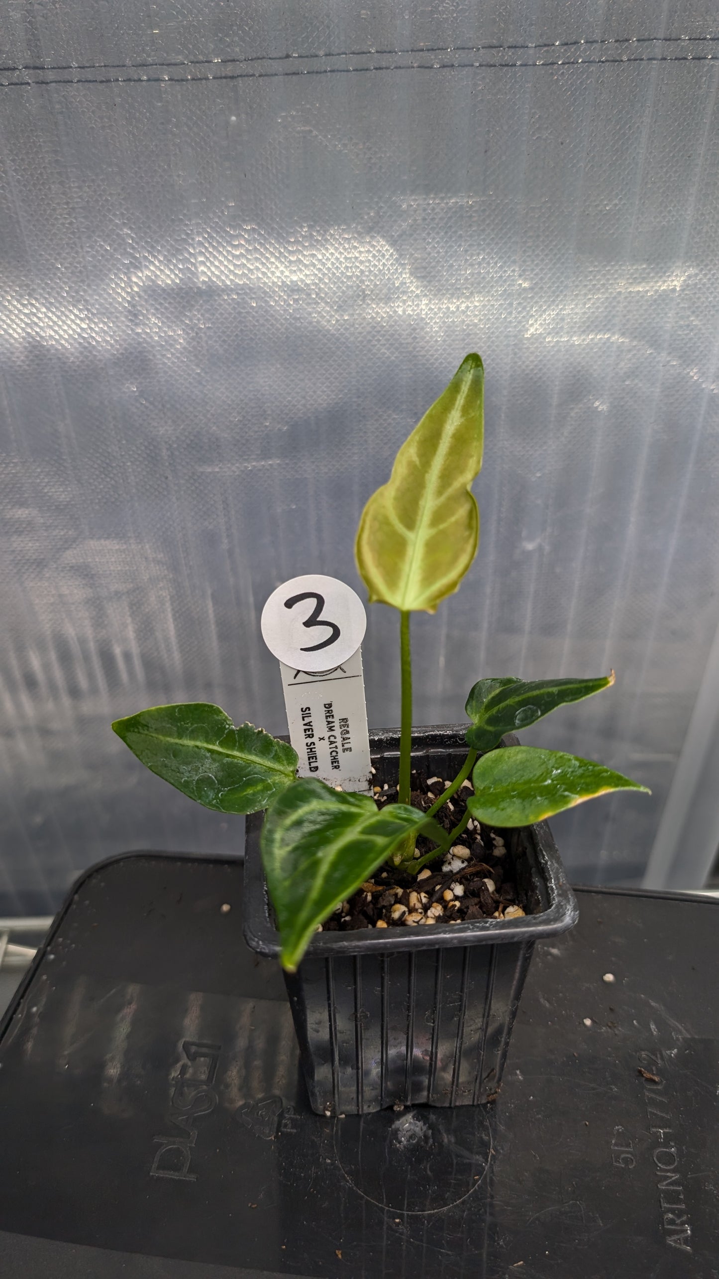 Anthurium Regale 'Dream Catcher' x 'Silver Shield'