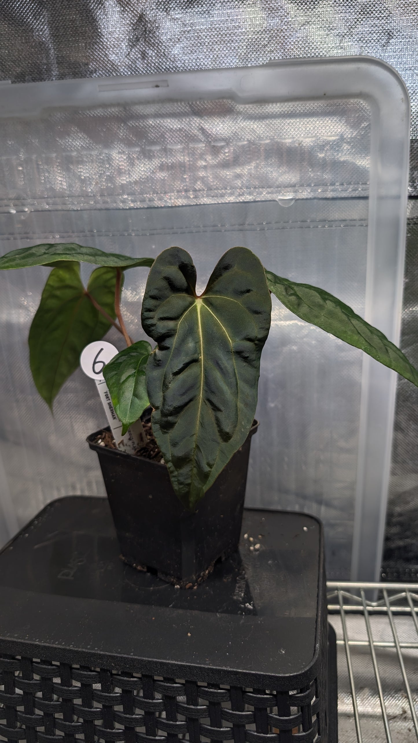 Anthurium Besseae aff 'Black Pillow' x Papillilaminum 'Fort Sherman' seedlings