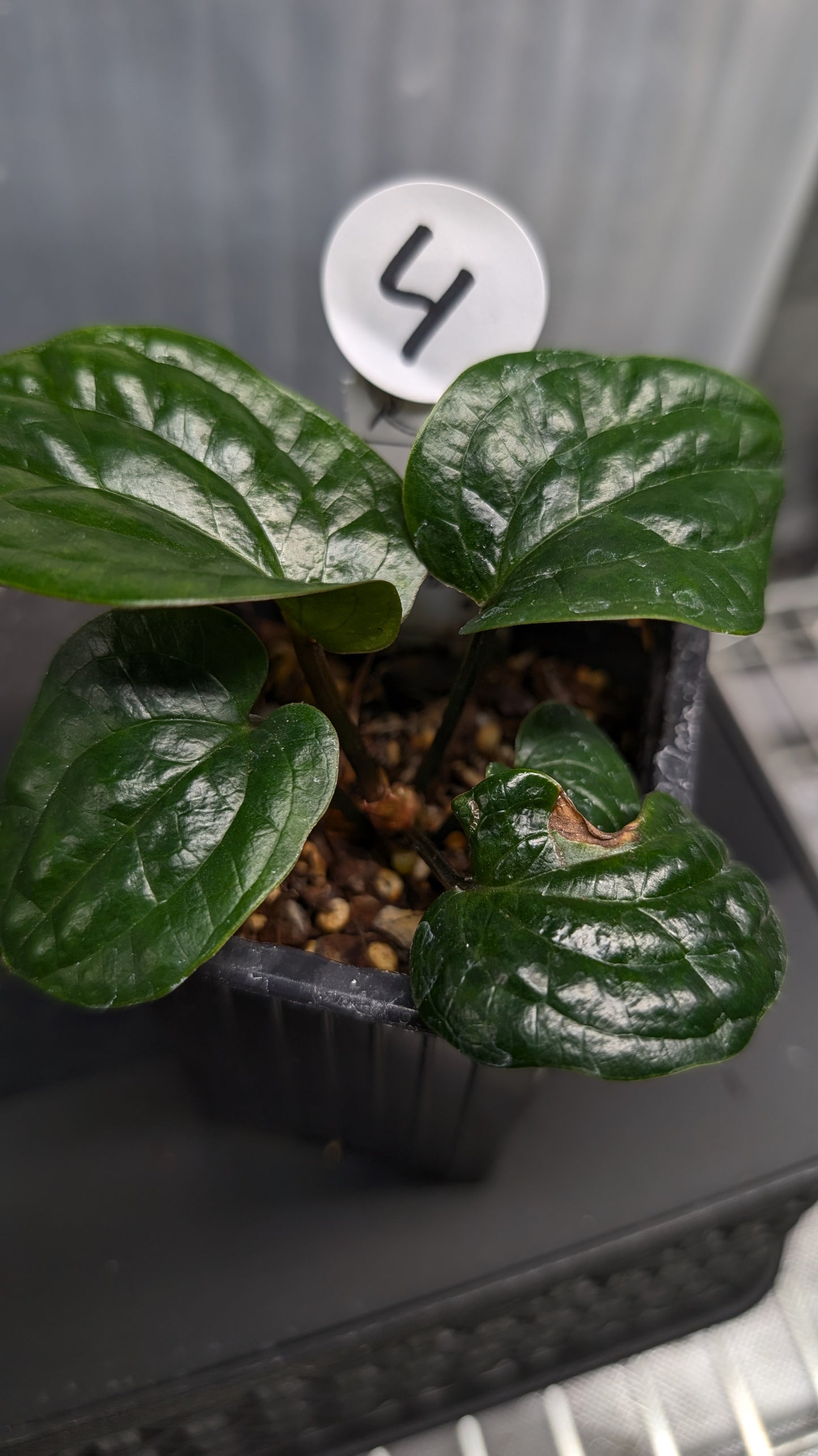 Anthurium Radicans clone