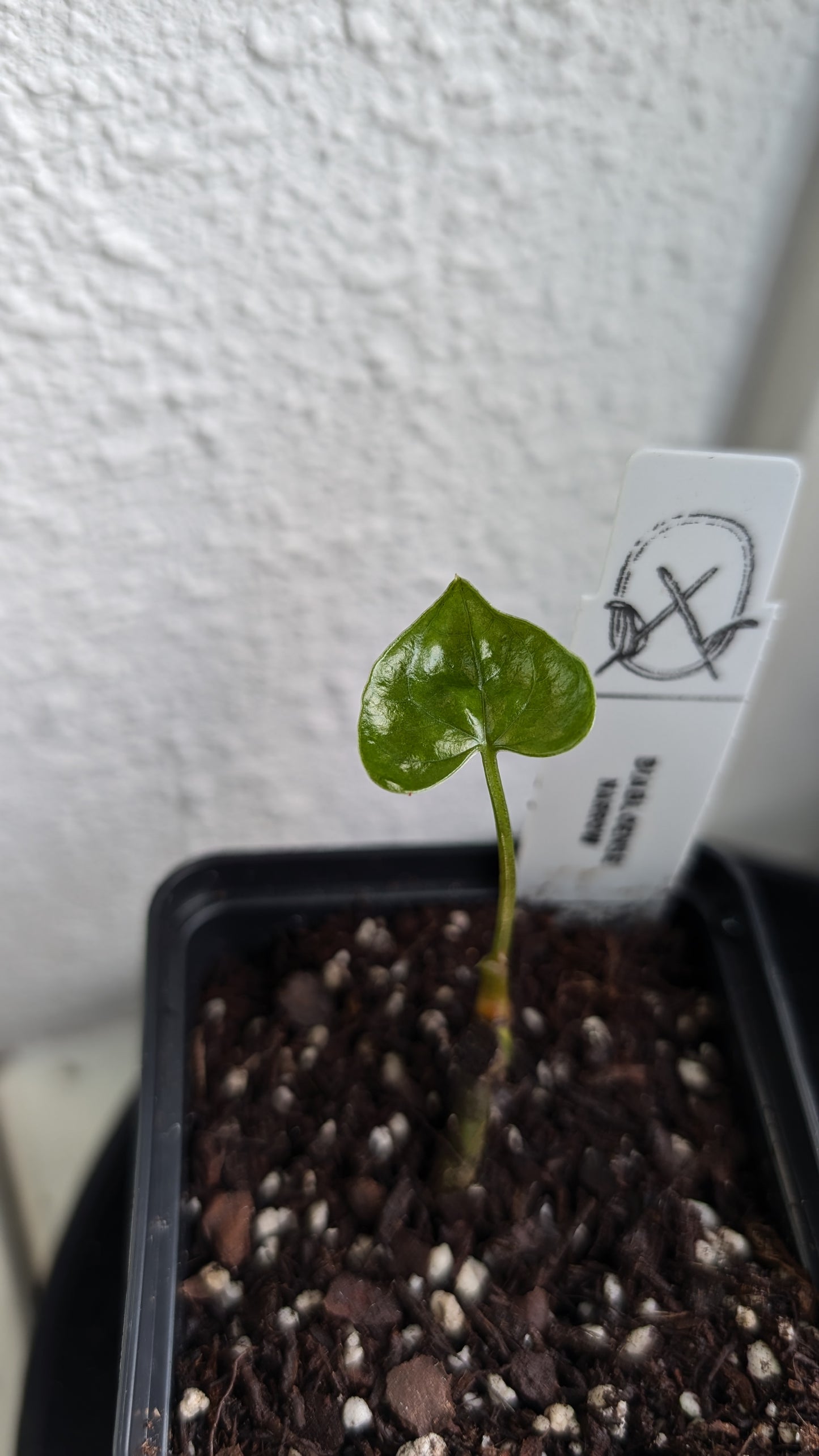Anthurium Diabloense clone