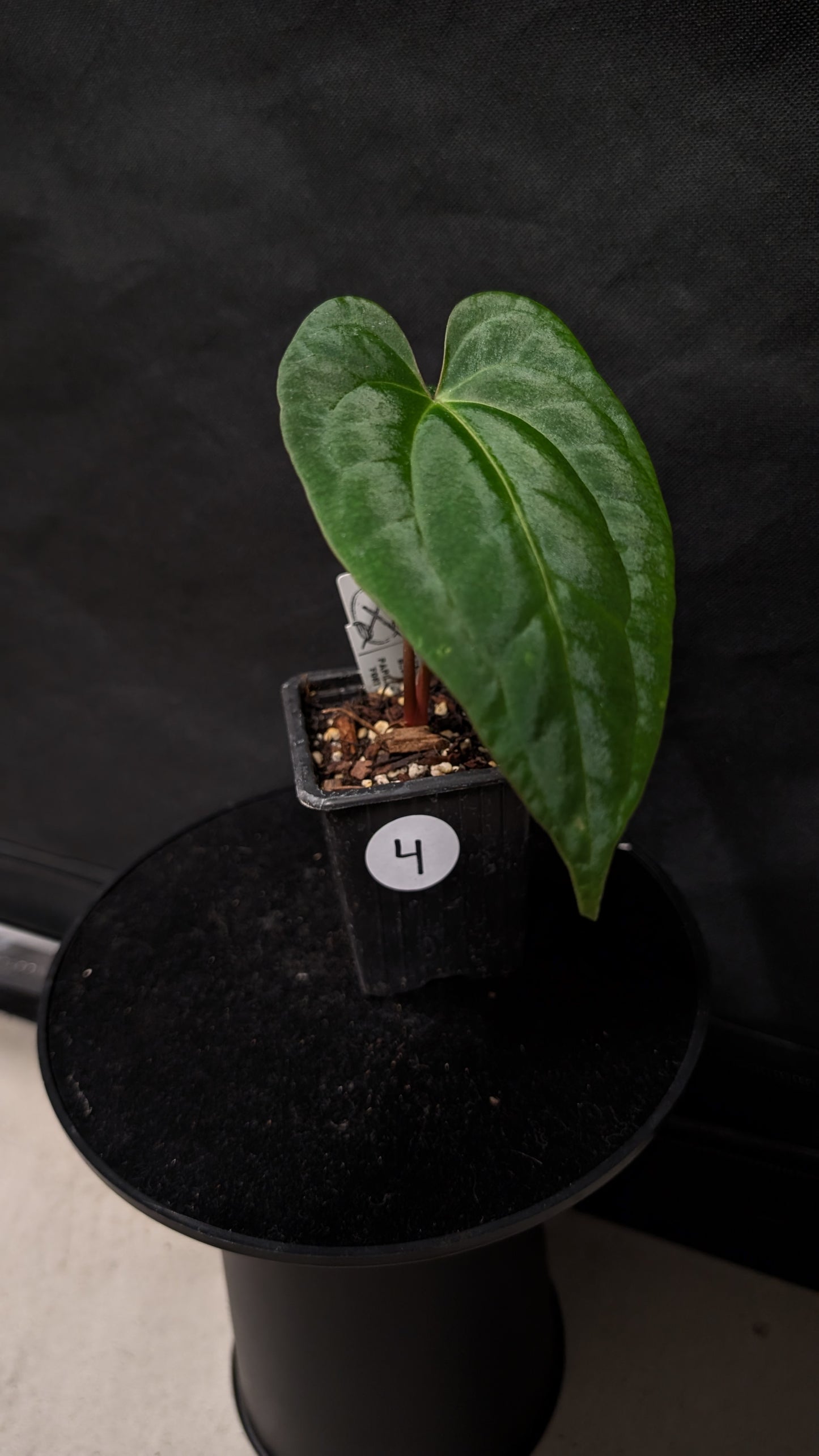 Anthurium Besseae aff 'Black Pillow' x Papillilaminum 'Fort Sherman' seedlings