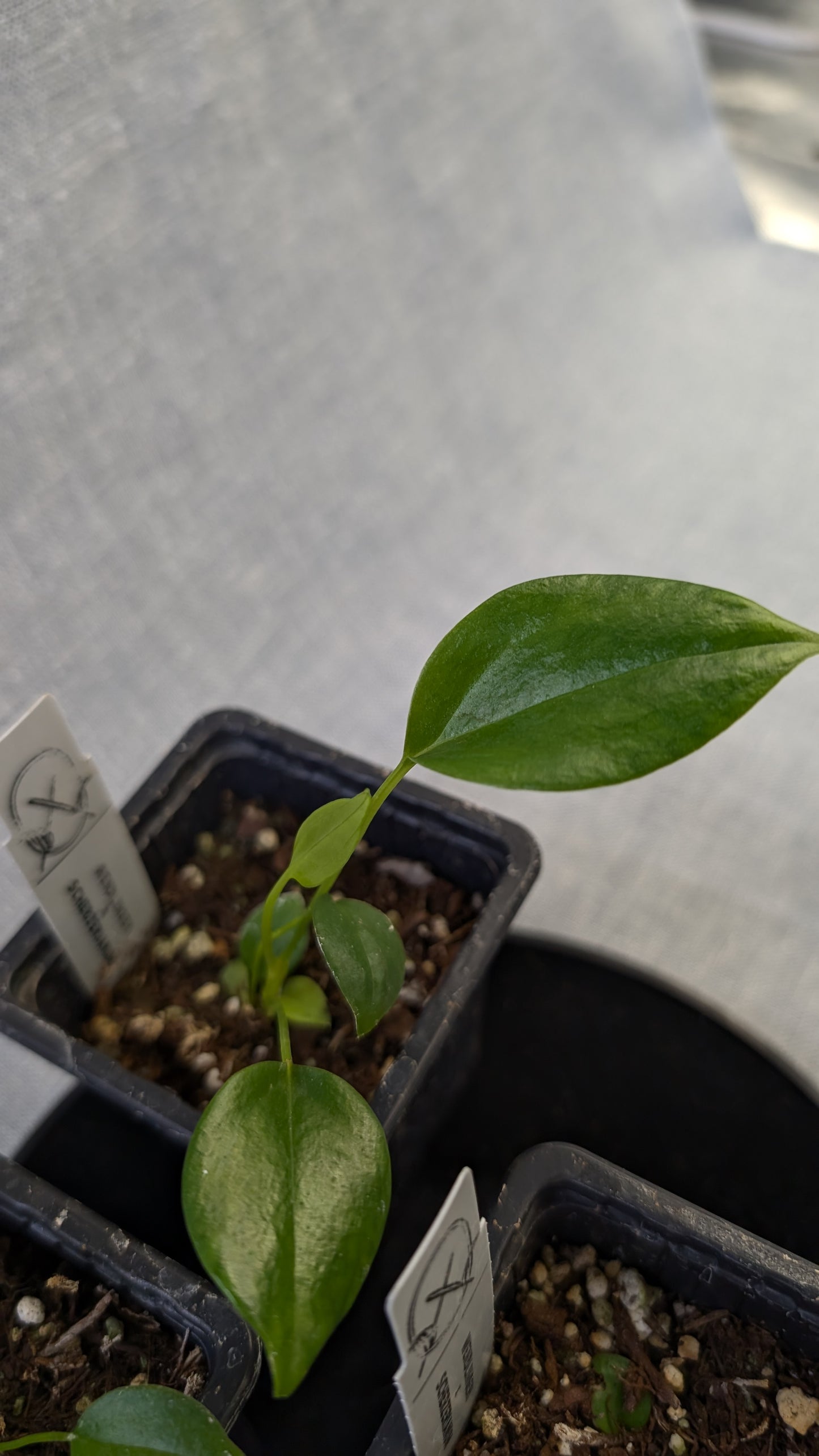 Anthurium Wendlingeri x Scherzerianum