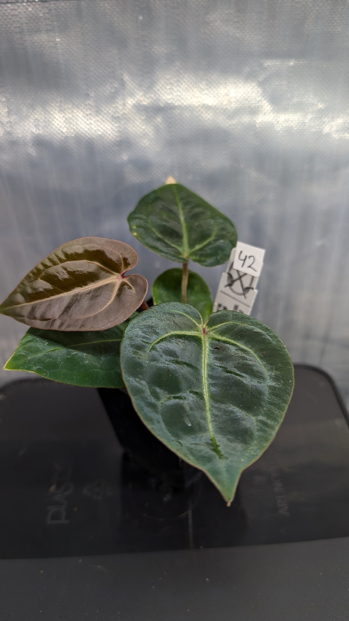 Anthurium Doc Block Zara x Michelle 'Selected Dark Form' x Besseae aff. 'Black Pillow'