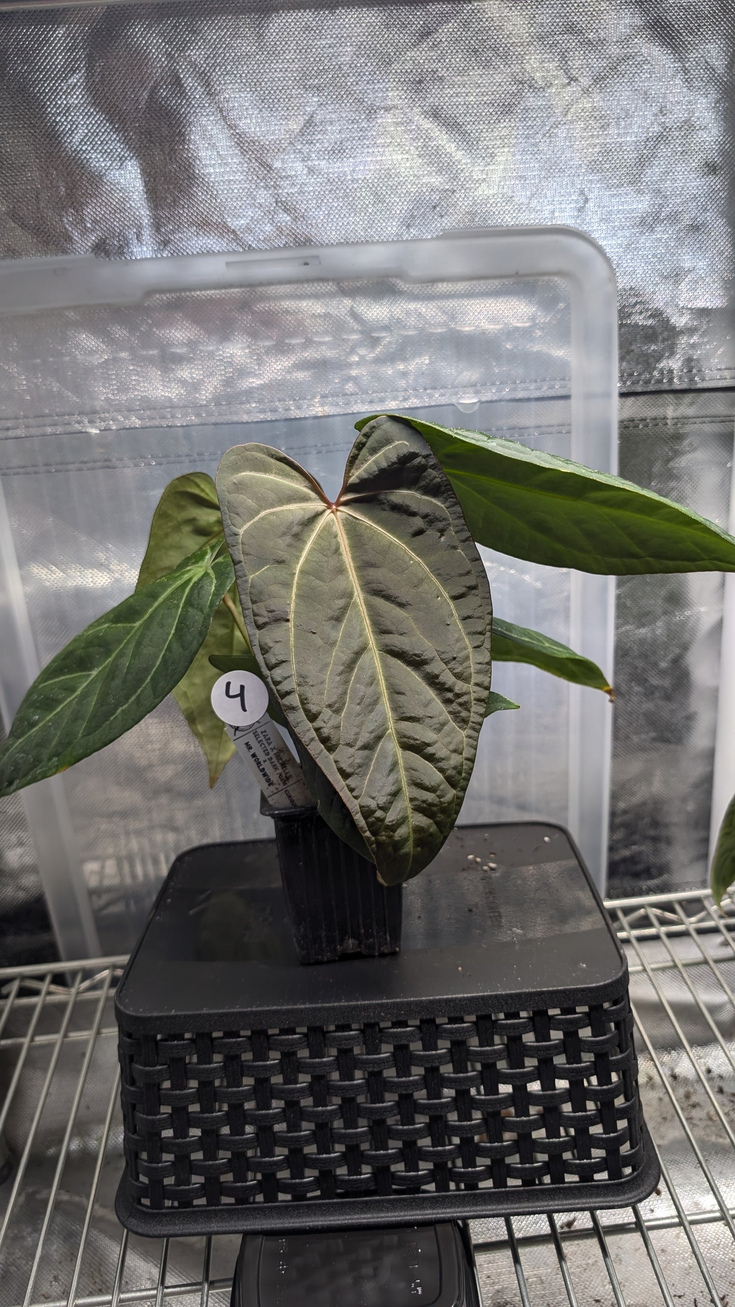 Anthurium Doc Block 'Zara' x 'Michelle' Selected Dark Form x Mr. Worldwide