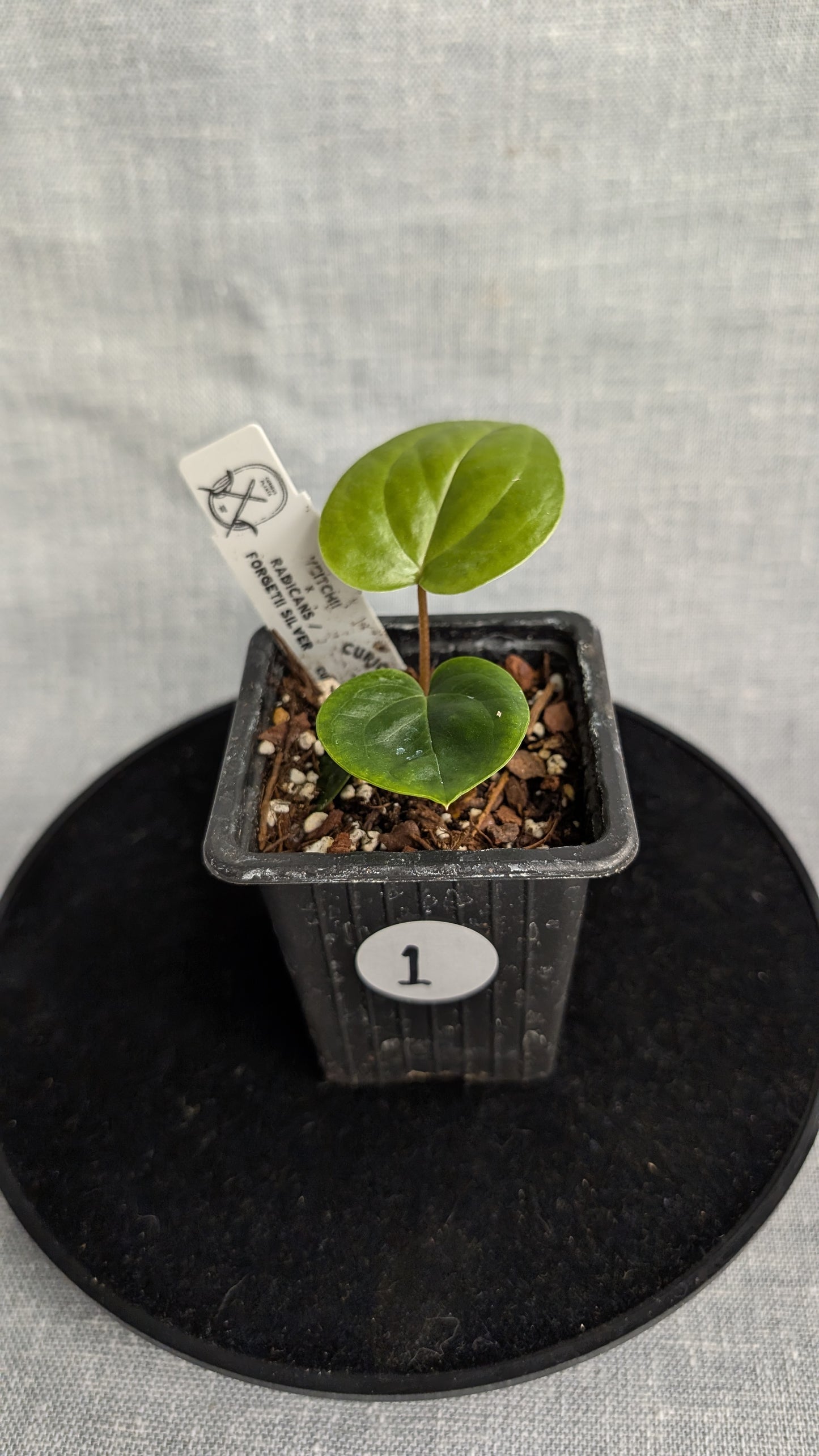 Anthurium Veitchii x Radicans (Unique Curious Plants-cross)