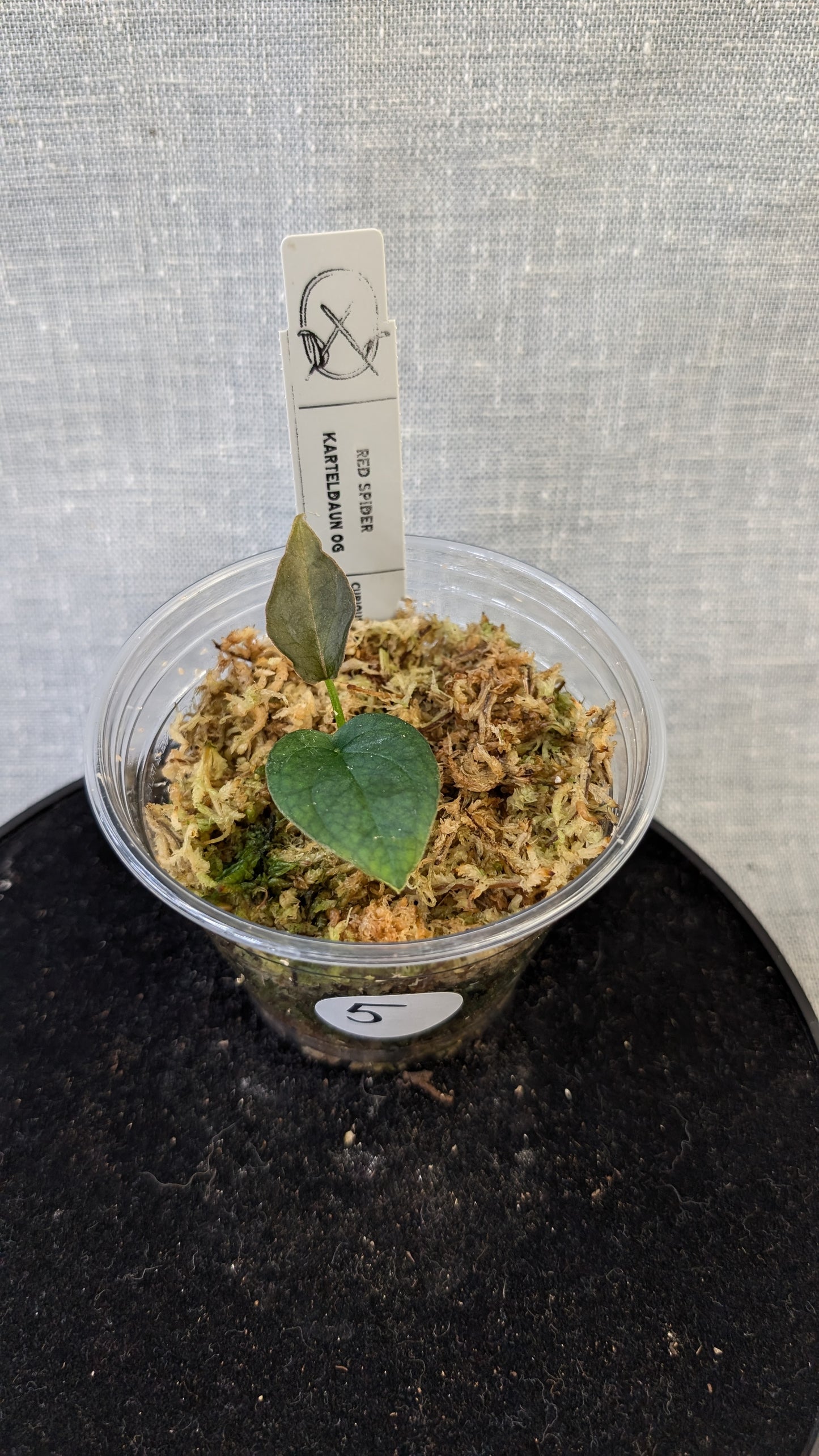 Anthurium Red Spider CLONE