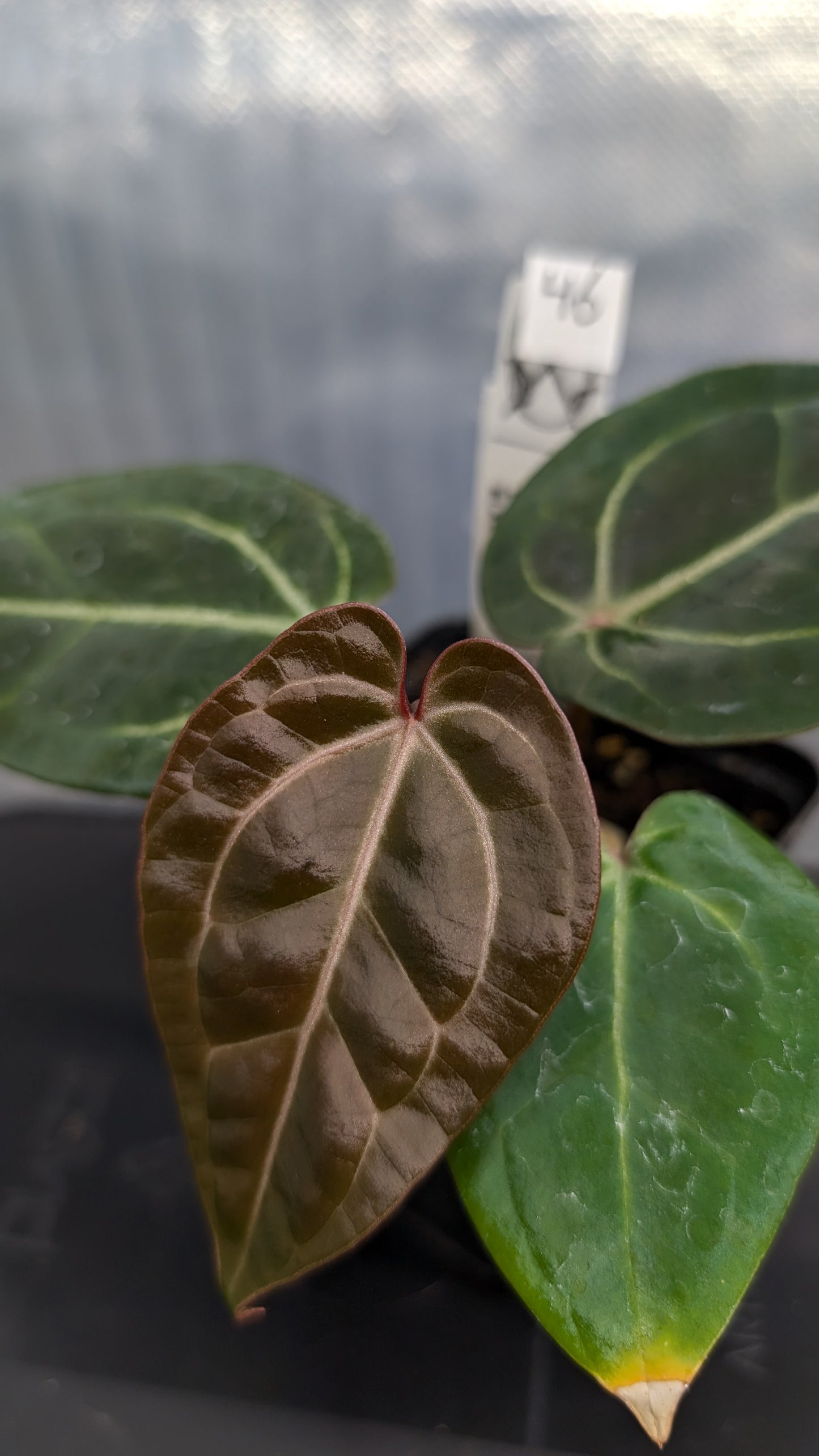 Anthurium Doc Block Zara x Michelle 'Selected Dark Form' x Besseae aff. 'Black Pillow'
