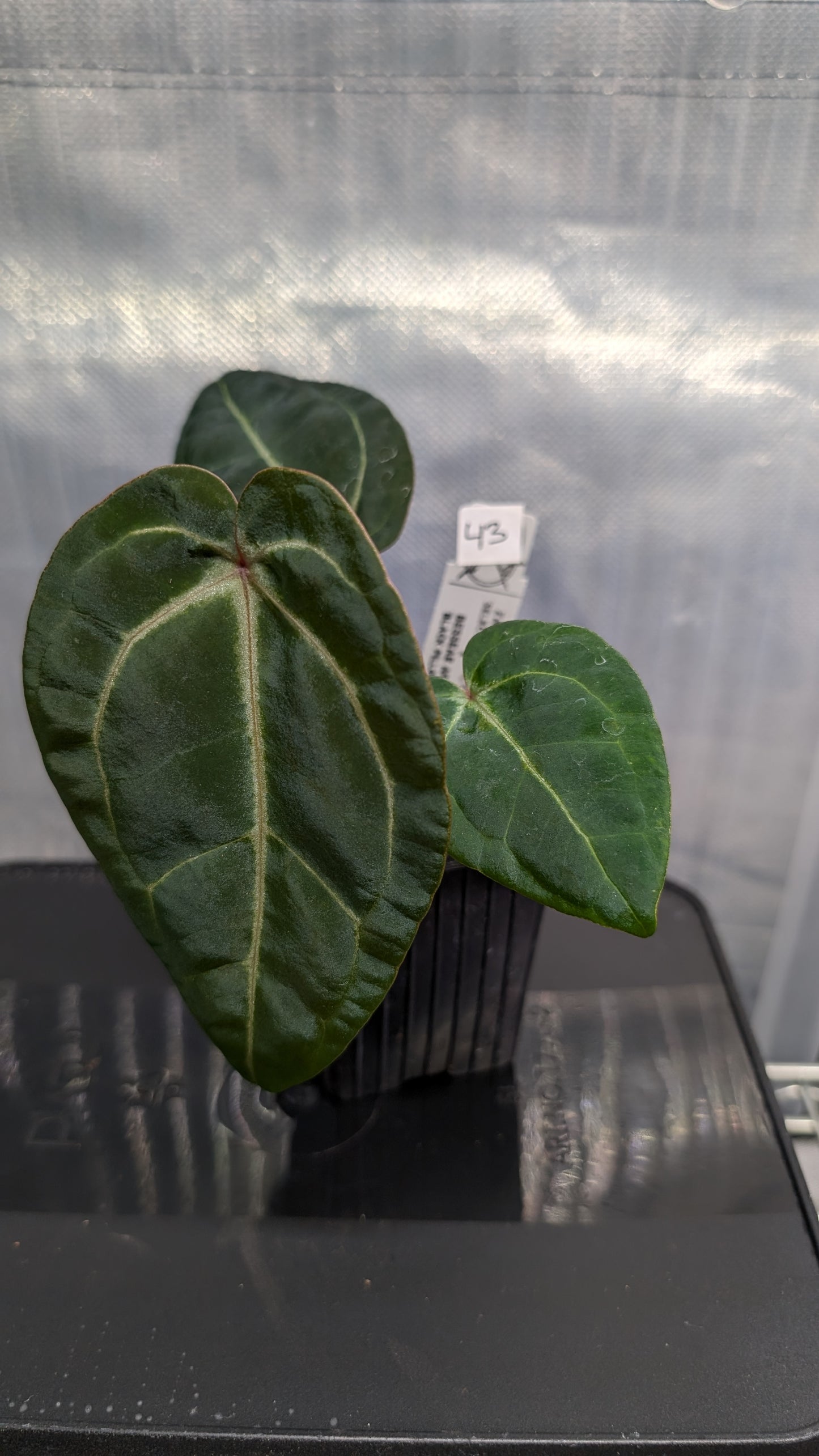 Anthurium Doc Block Zara x Michelle 'Selected Dark Form' x Besseae aff. 'Black Pillow'