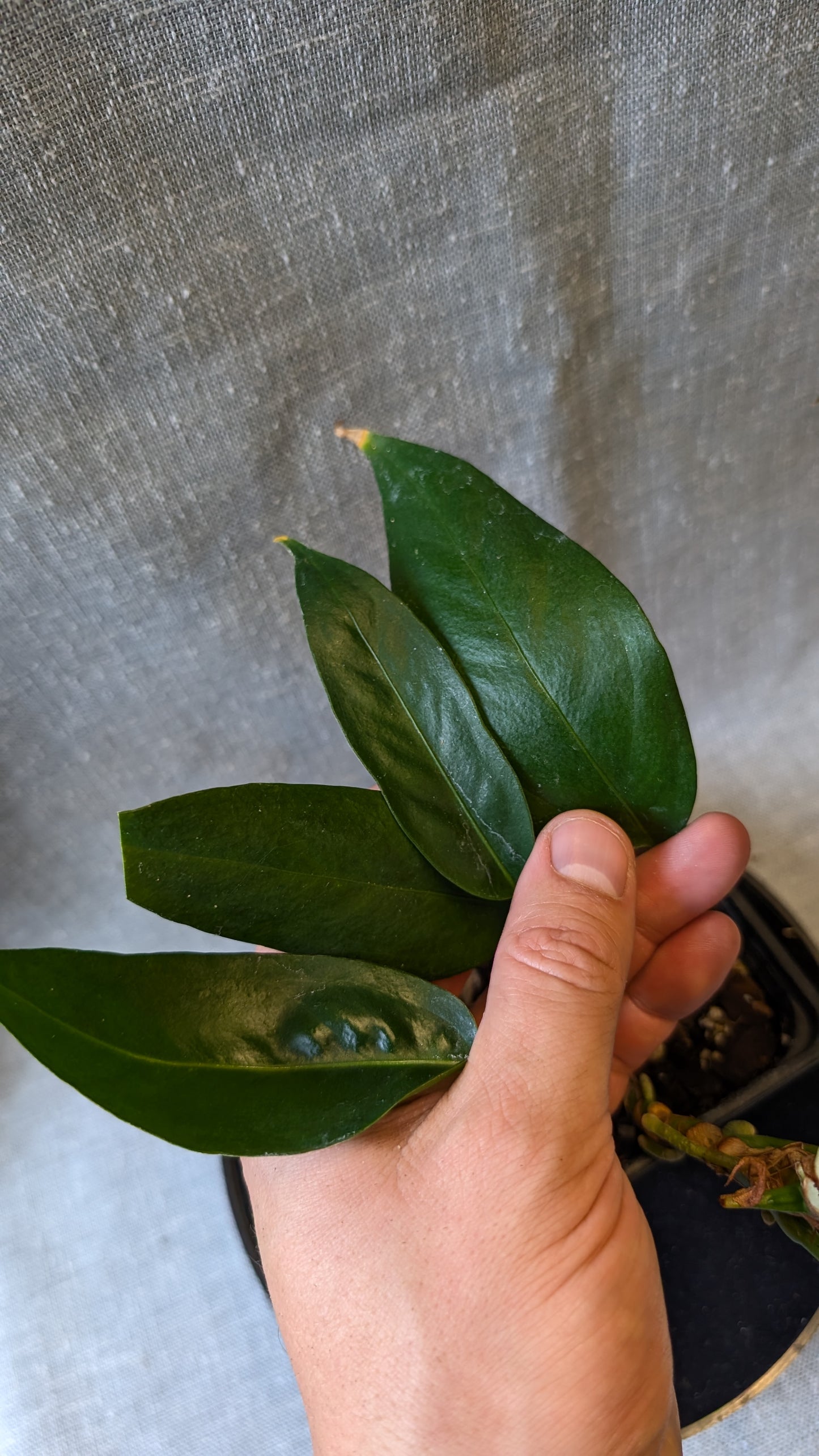 Anthurium Scherzerianum x Wendlingeri
