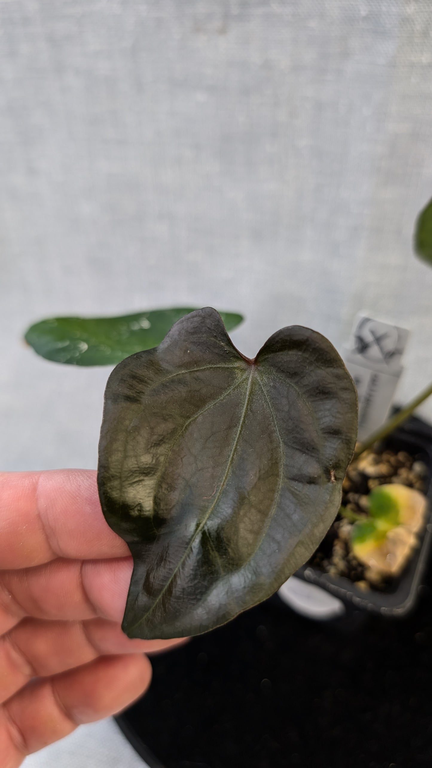 Anthurium (Carlablackiae x Dressleri Rio Guanche) X 'Ace of Spagetii'