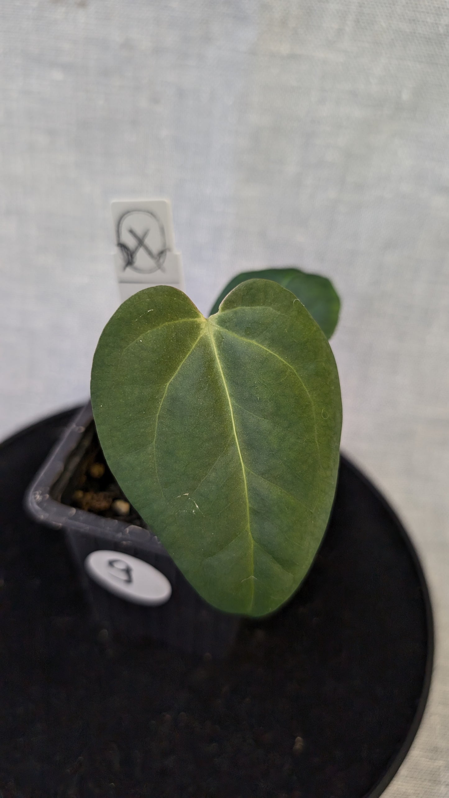 Anthurium Regale 'Dream Catcher' x Mr. Worldwide