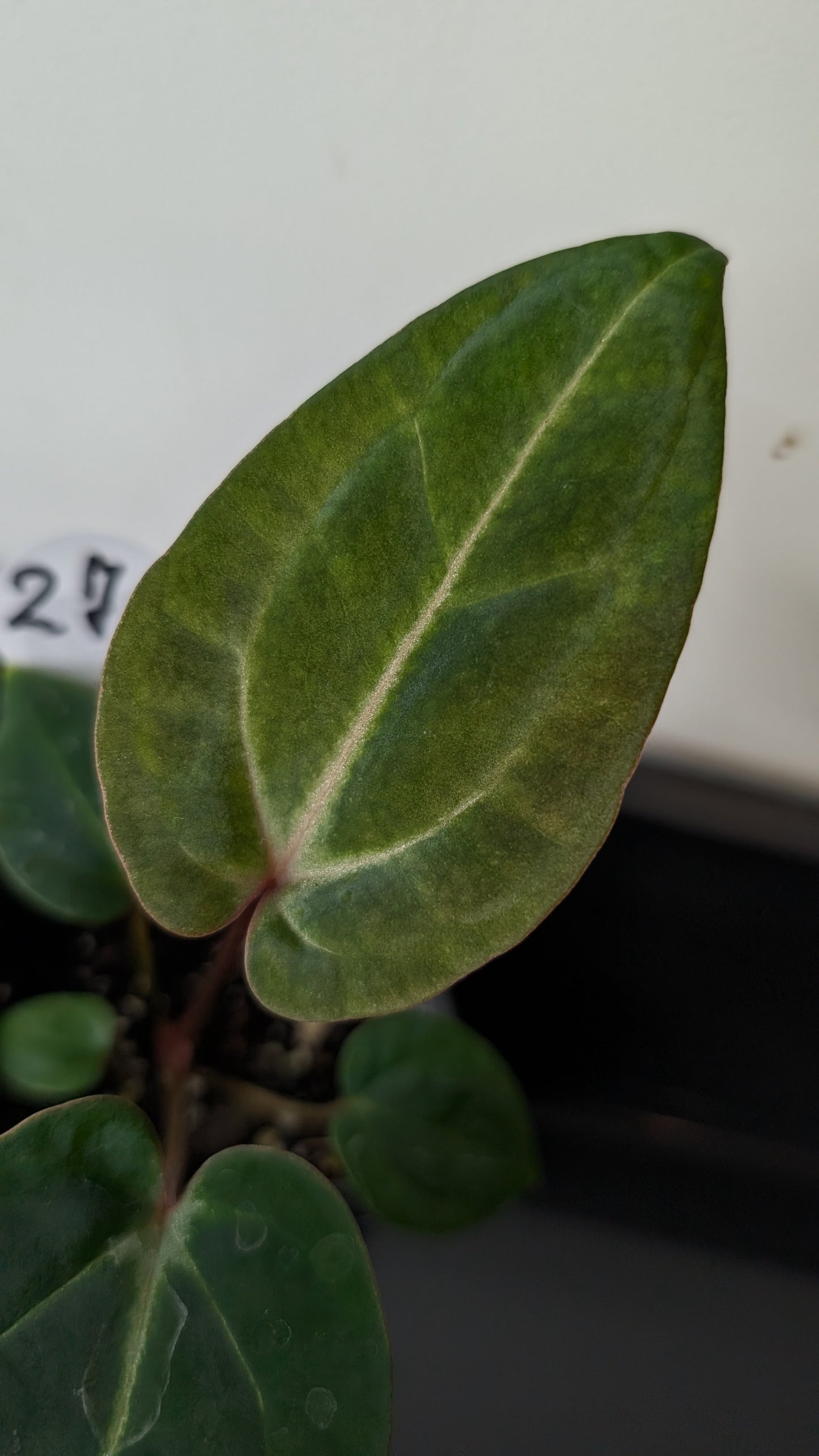 Anthurium Doc Block Zara x Michelle 'Selected Dark Form' x Besseae aff. 'Black Pillow'