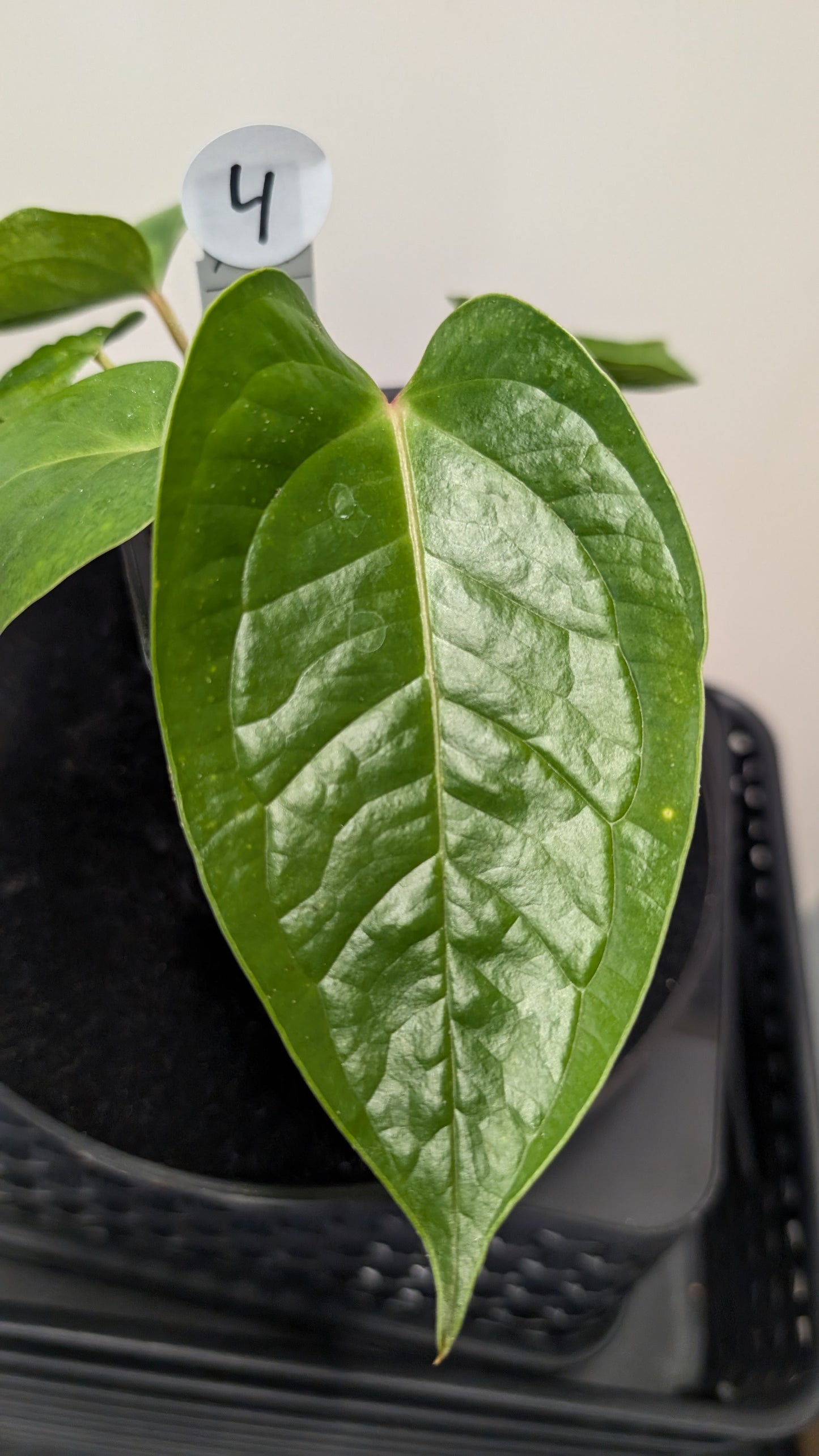 Anthurium Veitchii x Radicans (Unique Curious Plants-cross)