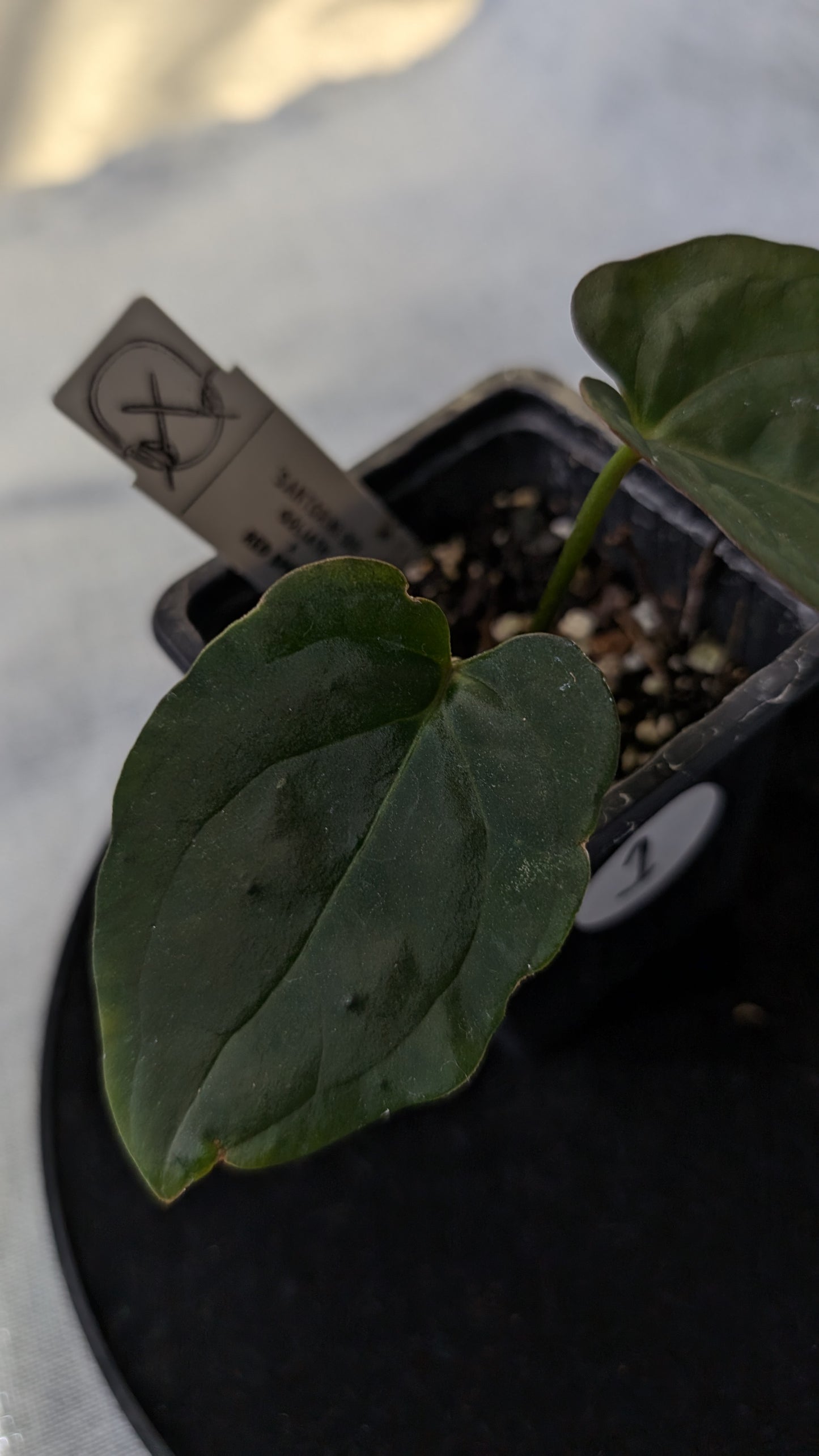 Anthurium Goliath x Red Spider