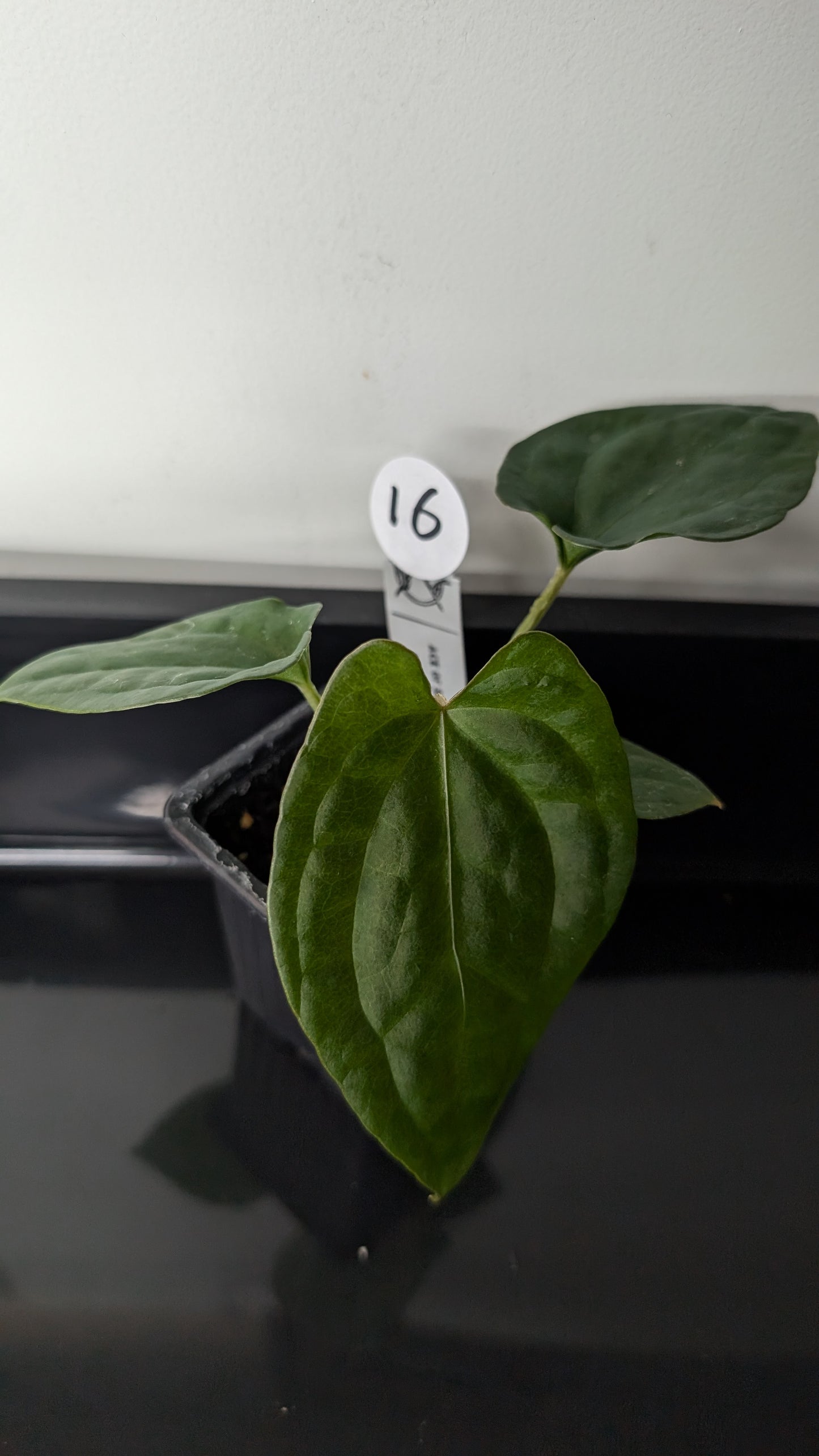 Anthurium 'Ace of Spagetii' x Luxurians
