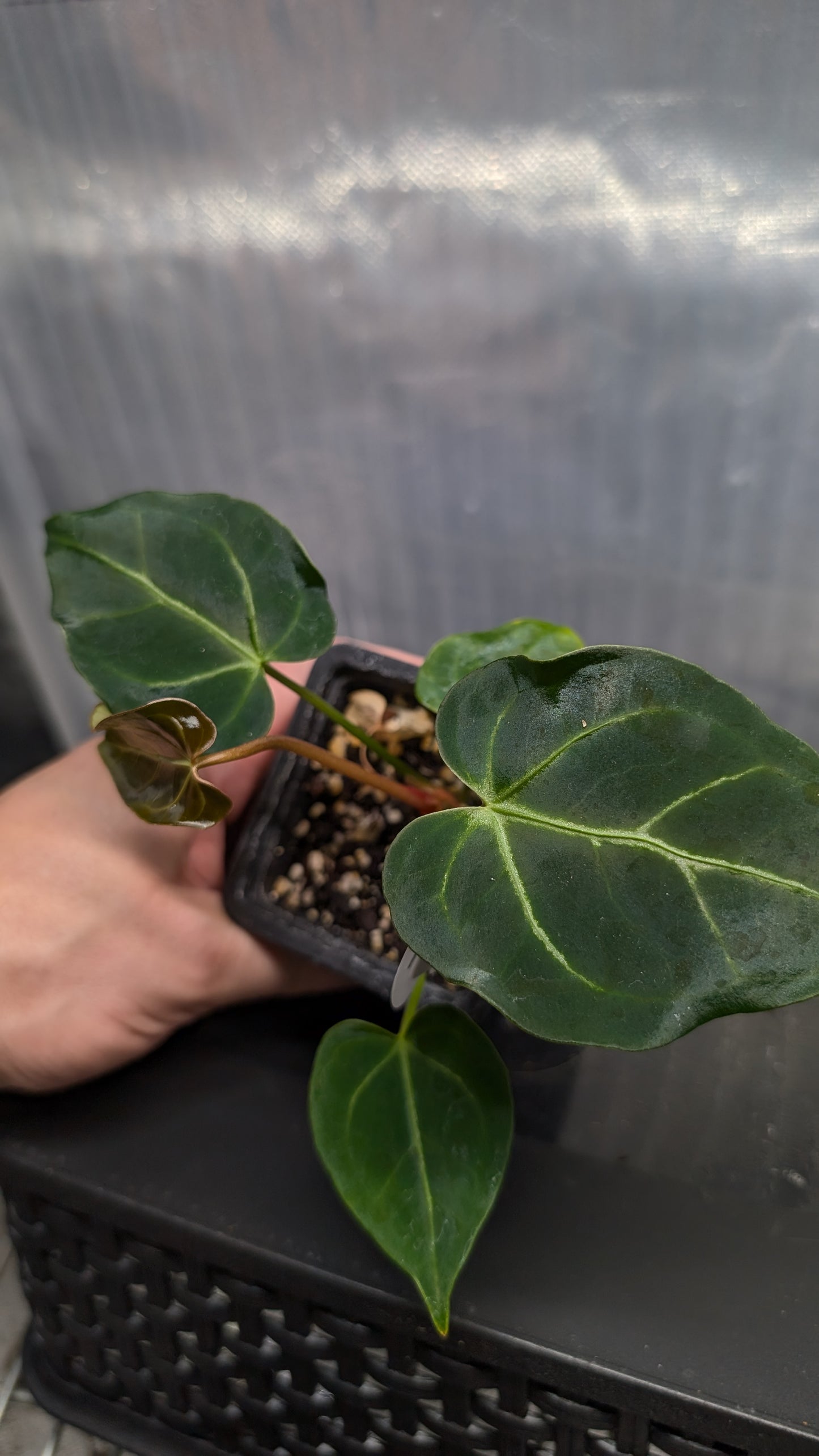 Anthurium Regale 'Dream Catcher' x 'Silver Shield'