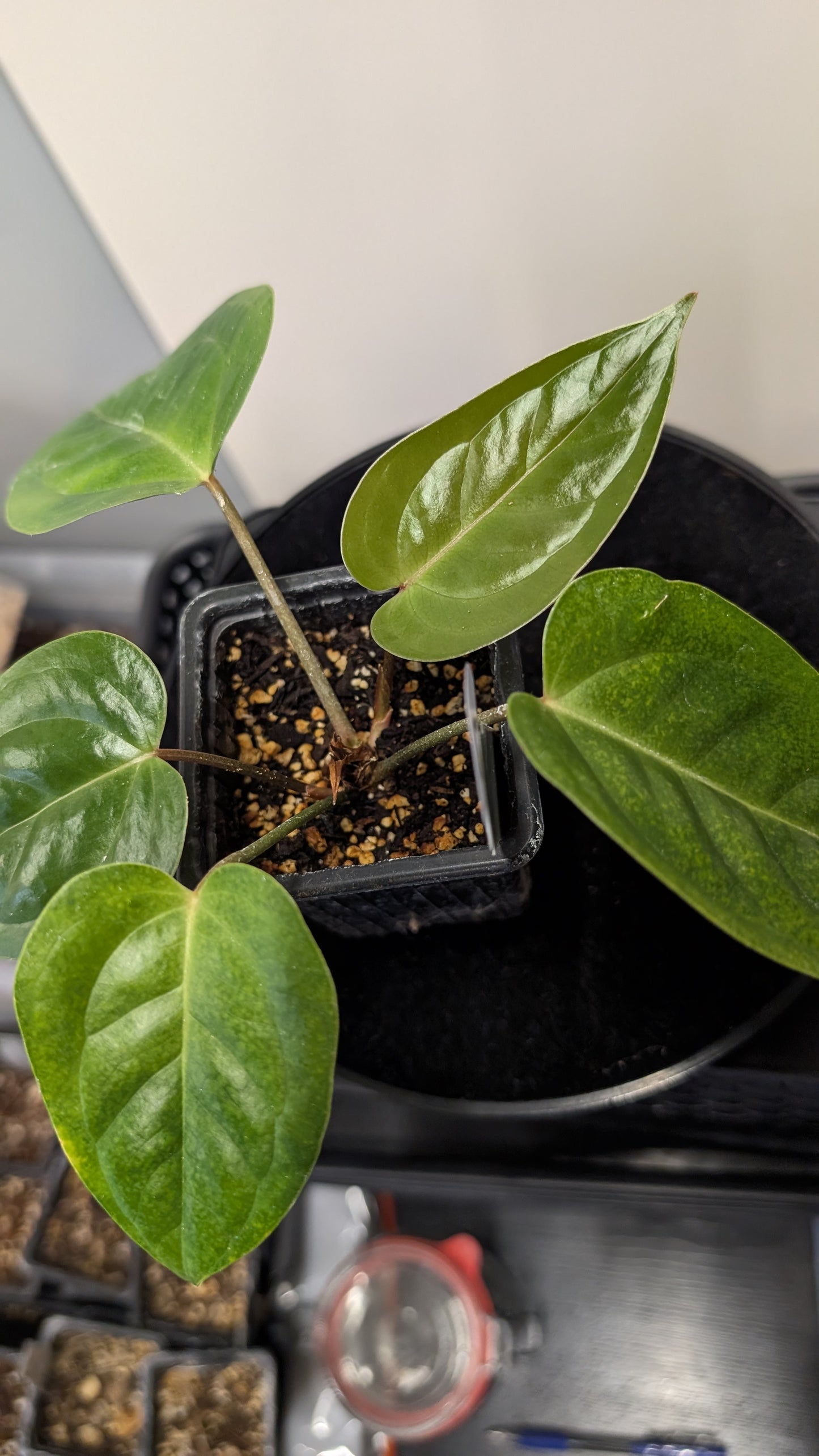 Anthurium Veitchii x Radicans (Unique Curious Plants-cross)