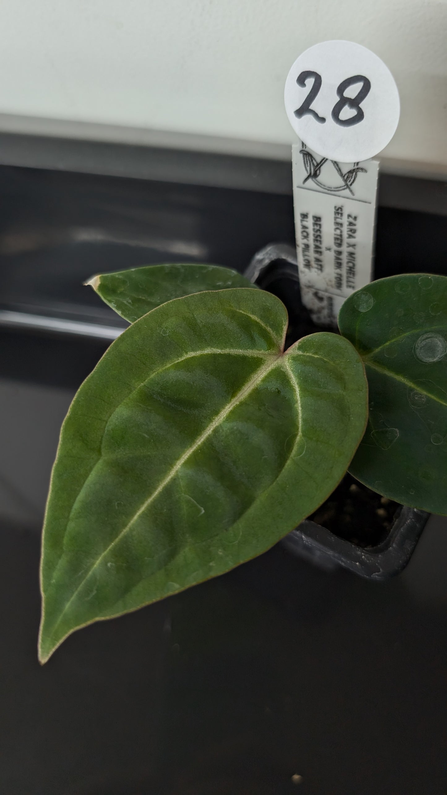Anthurium Doc Block Zara x Michelle 'Selected Dark Form' x Besseae aff. 'Black Pillow'