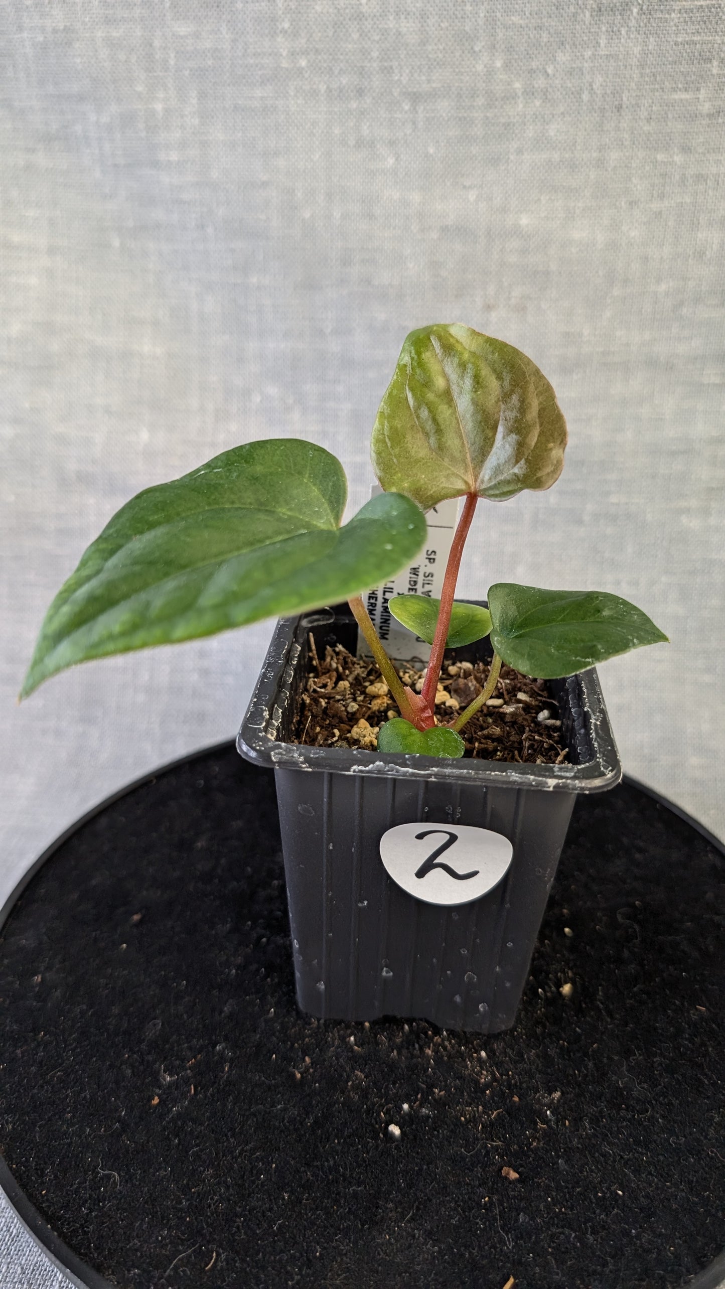Anthurium Sp. Silver Peru Wide Sinus x Papillilaminum 'Fort Sherman'