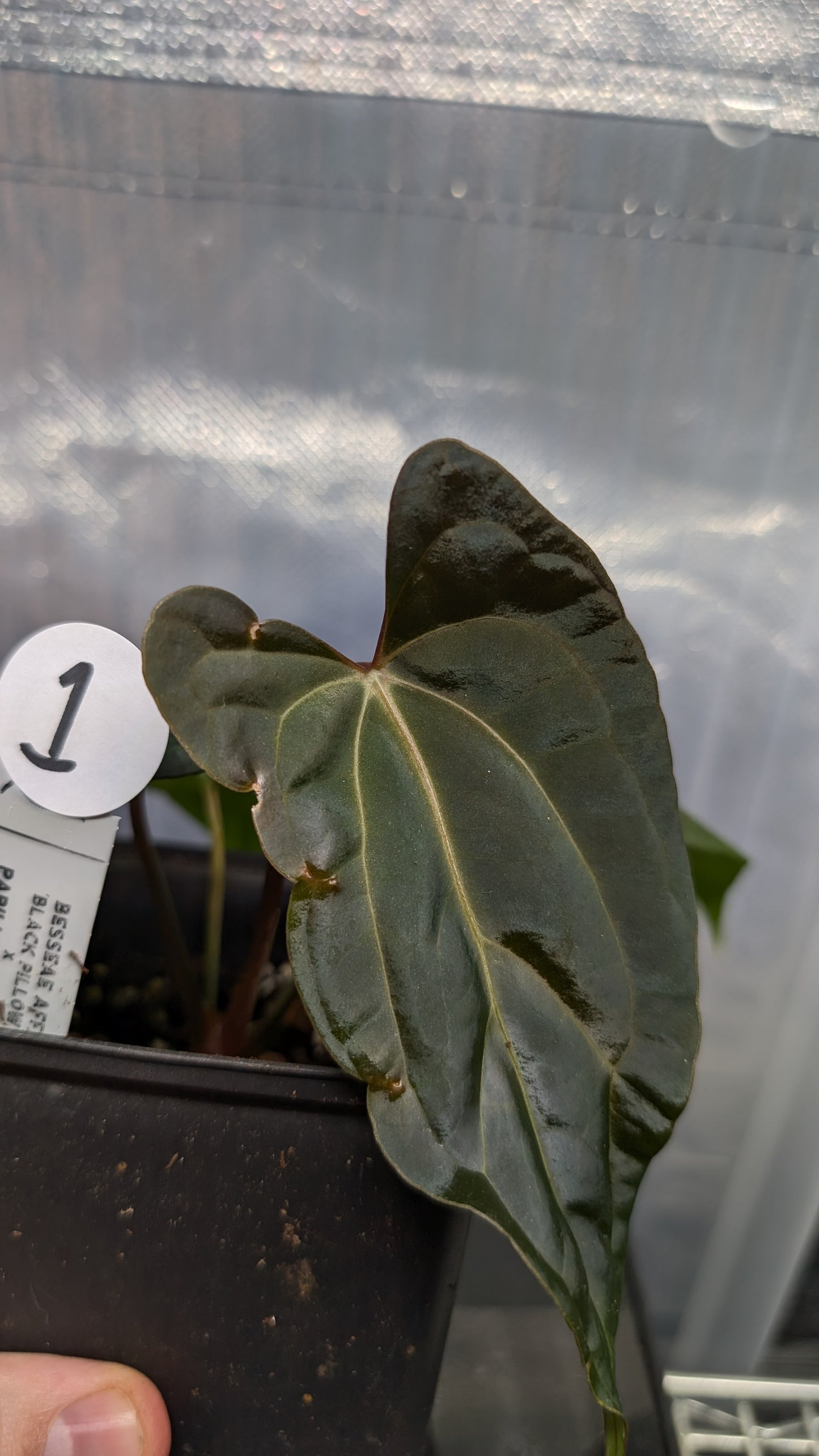 Anthurium Besseae aff 'Black Pillow' x Papillilaminum 'Fort Sherman' seedlings
