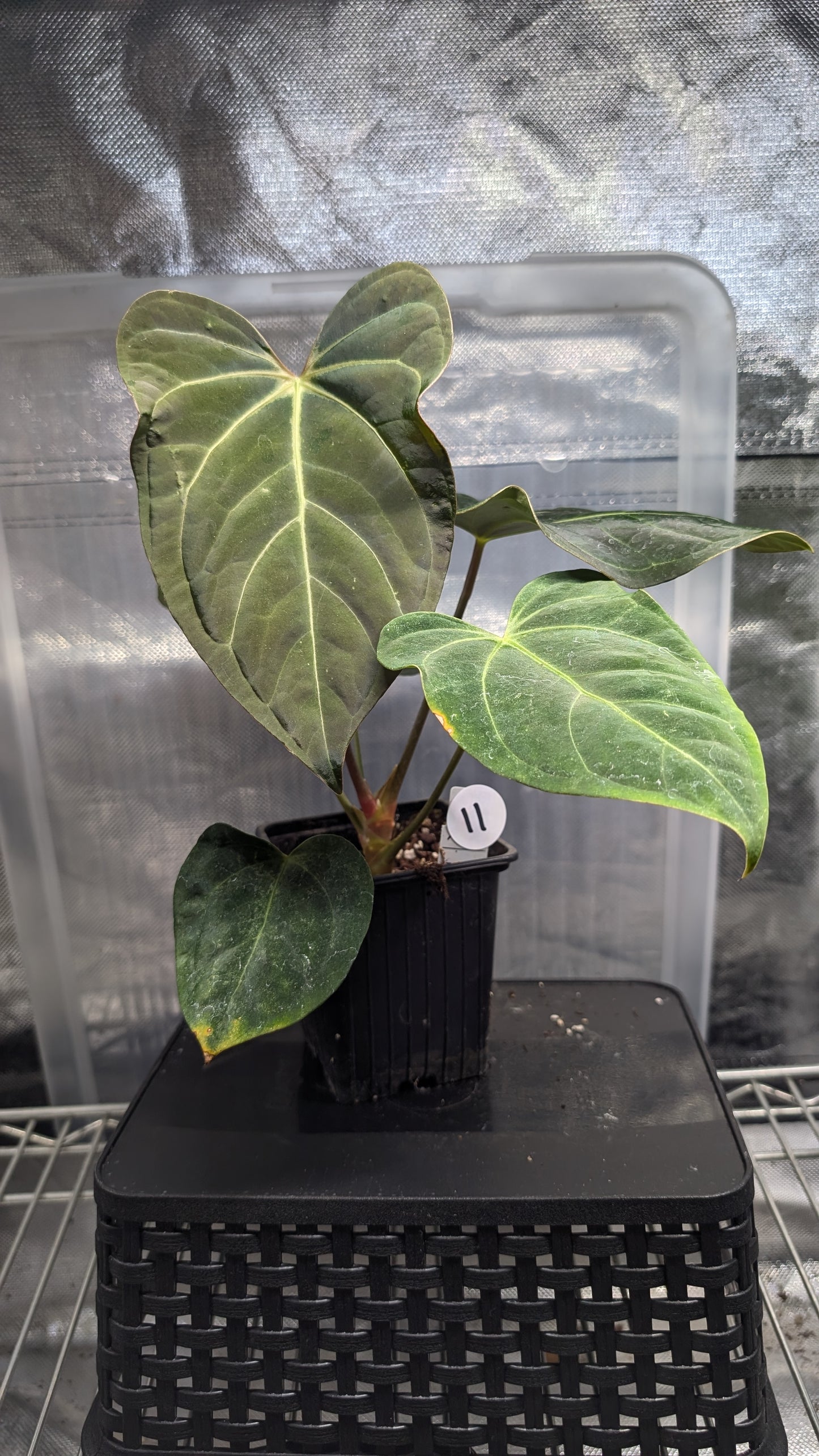 Anthurium Regale 'Dream Catcher' x Mr. Worldwide