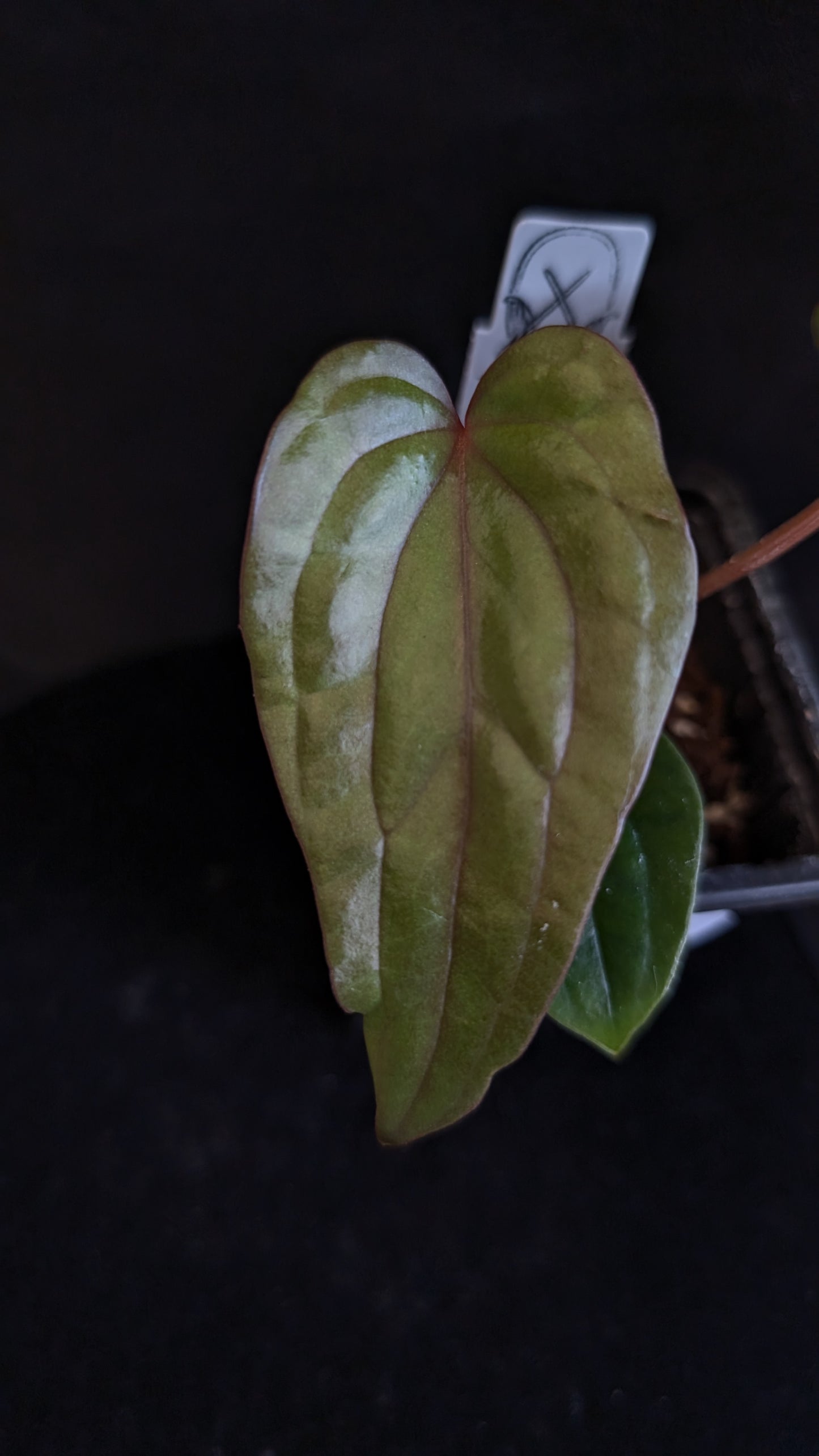 Anthurium Luxurians x Papillilaminum 'Fort Sherman'