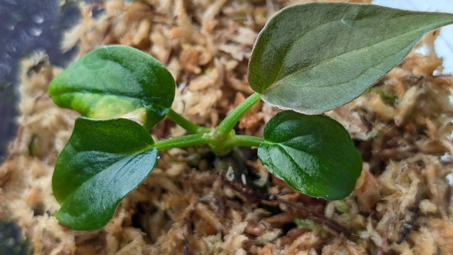 Anthurium Red Spider CLONE