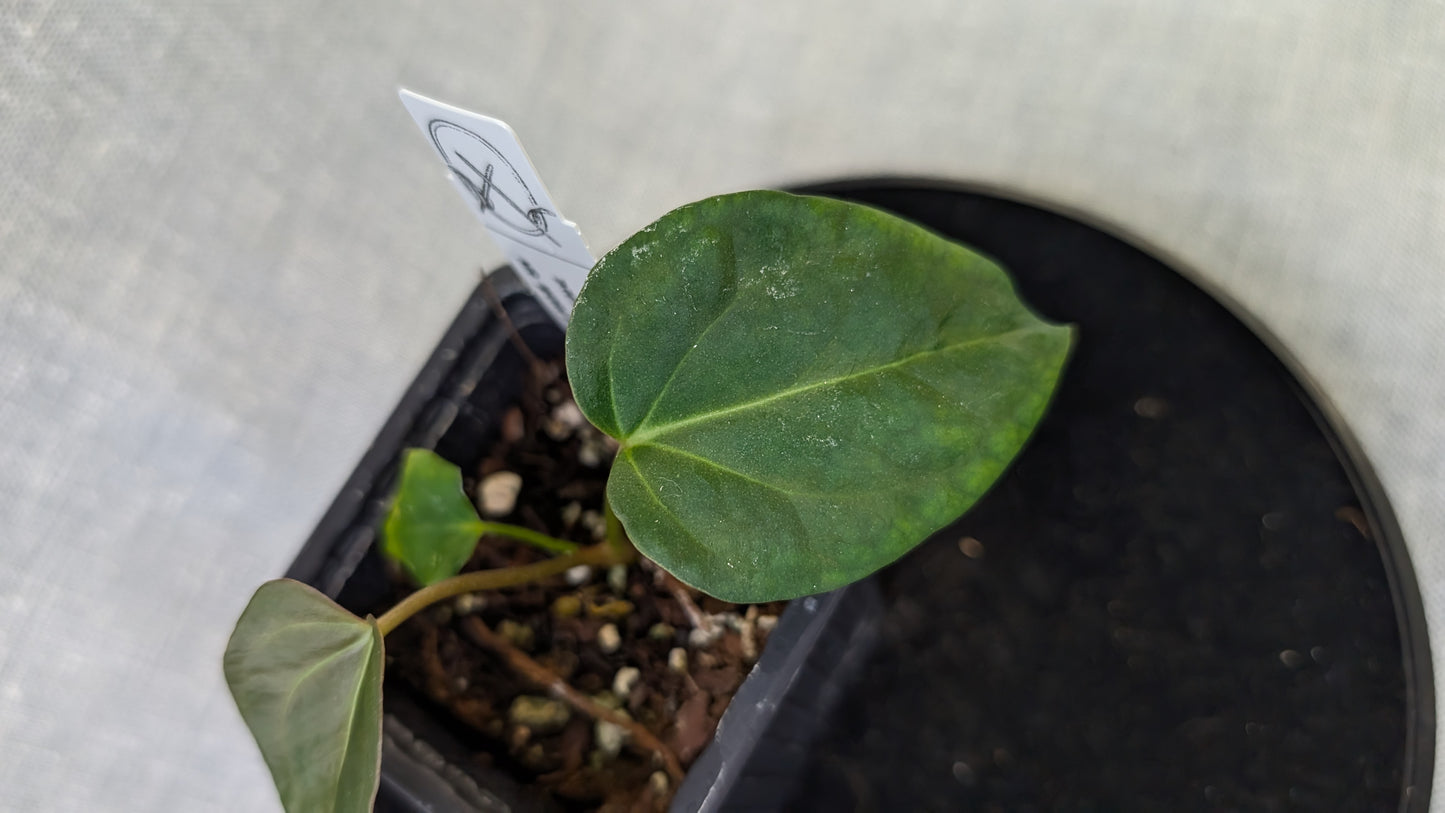 Anthurium Regale 'Dream Catcher' x Mr. Worldwide