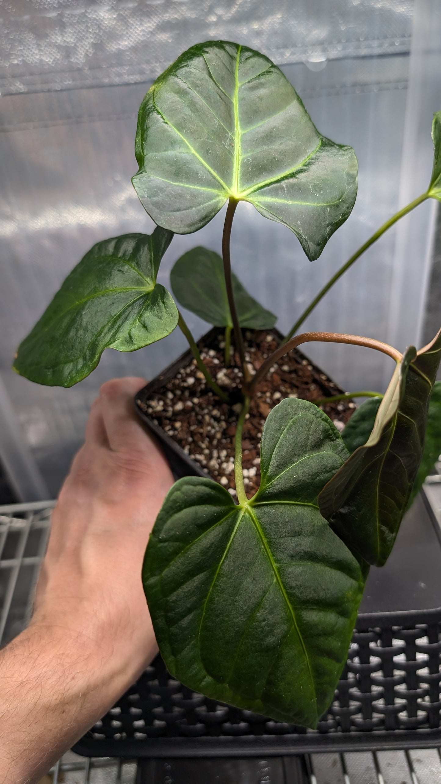 Anthurium Regale 'Dream Catcher' x Mr. Worldwide