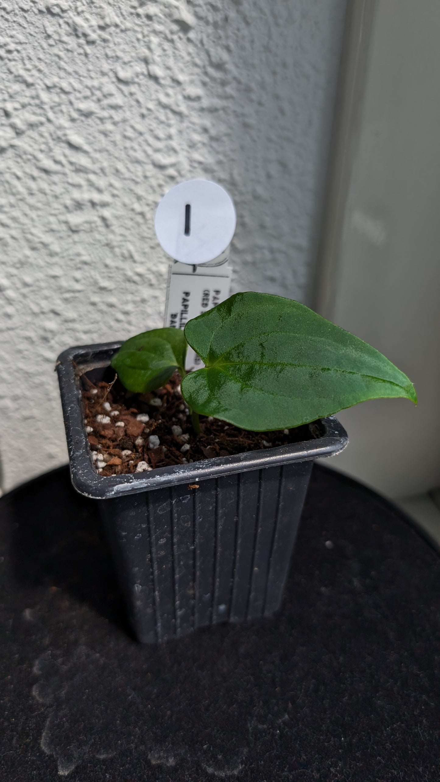 Anthurium PapillilaminumX (Red Sinus / Veins) x Papillilaminum 'Daniel'