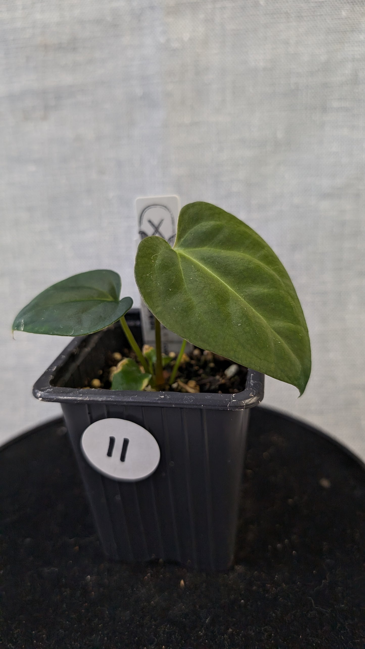 Anthurium Regale 'Dream Catcher' x Mr. Worldwide