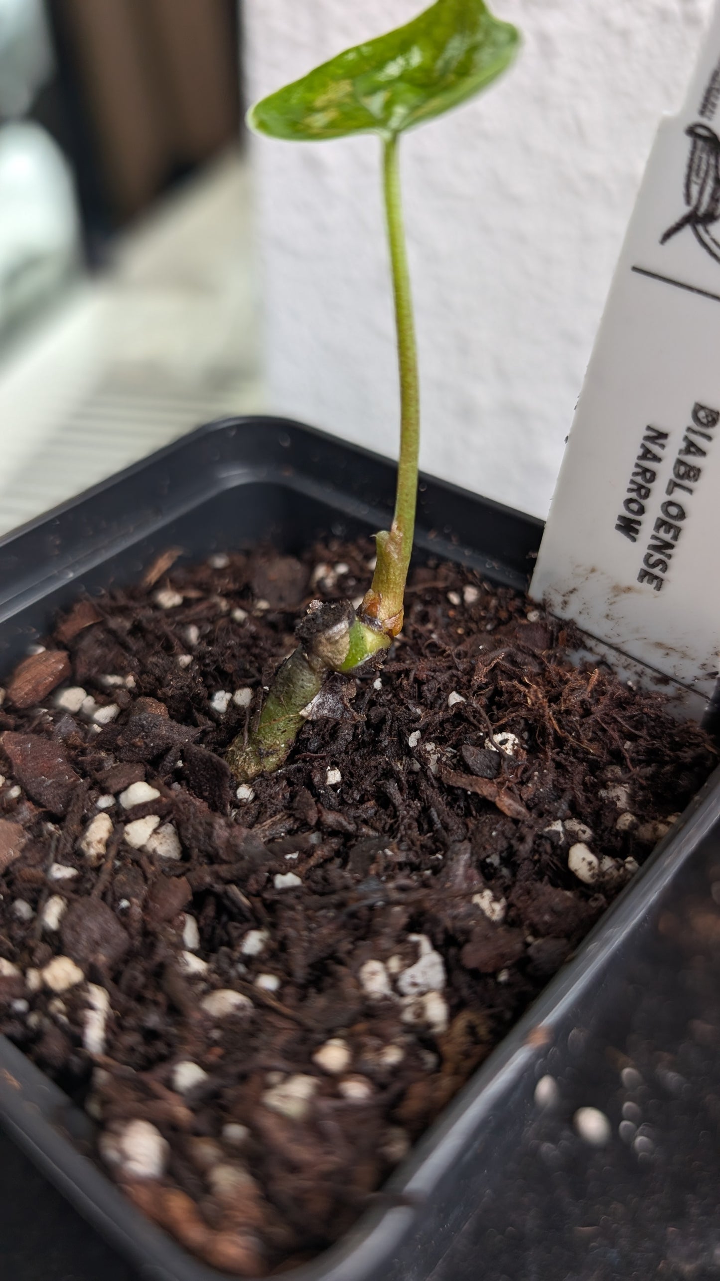 Anthurium Diabloense clone
